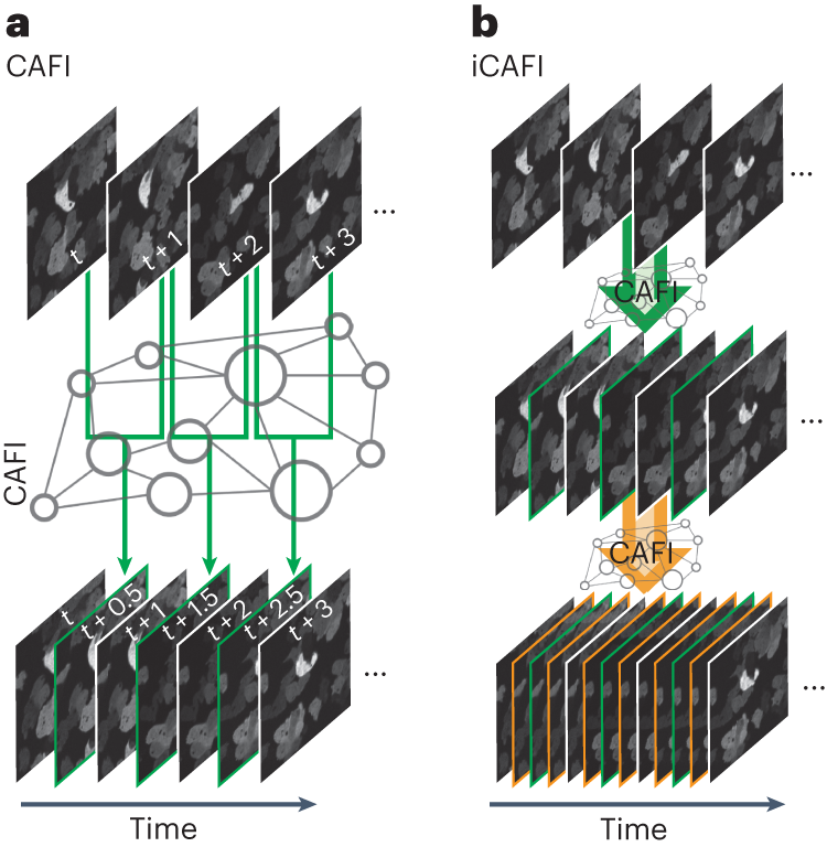 Content-aware frame interpolation (CAFI): deep learning-based temporal  super-resolution for fast bioimaging | Nature Methods