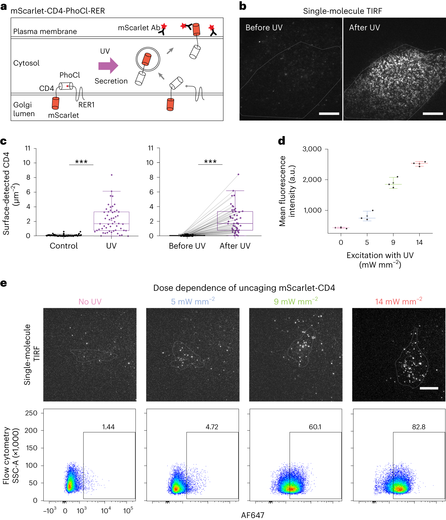 Fig. 2: PhoCl-based uncaging of transmembrane protein CD4.