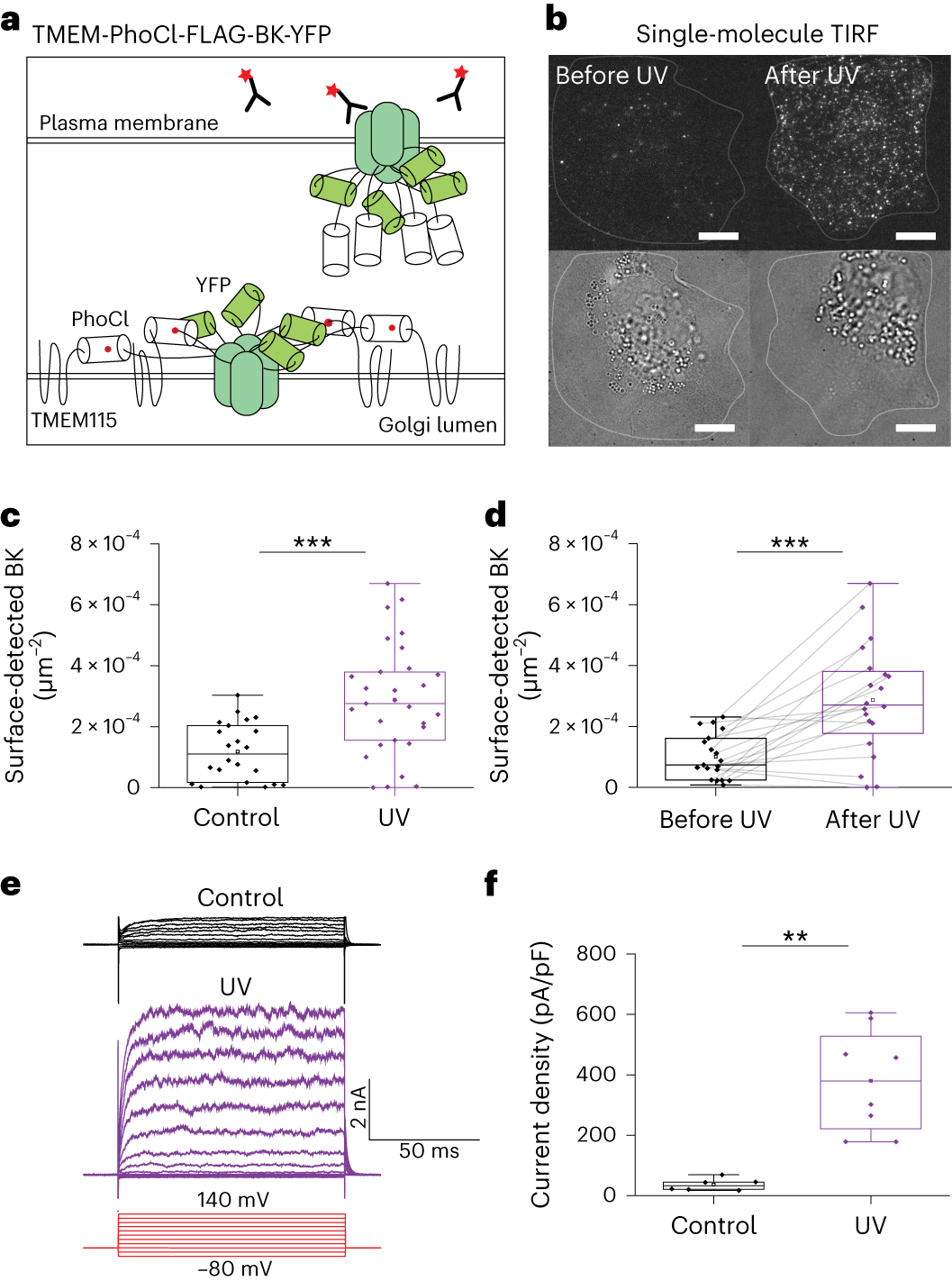 Fig. 3: Optogenetic release of BK-channels.