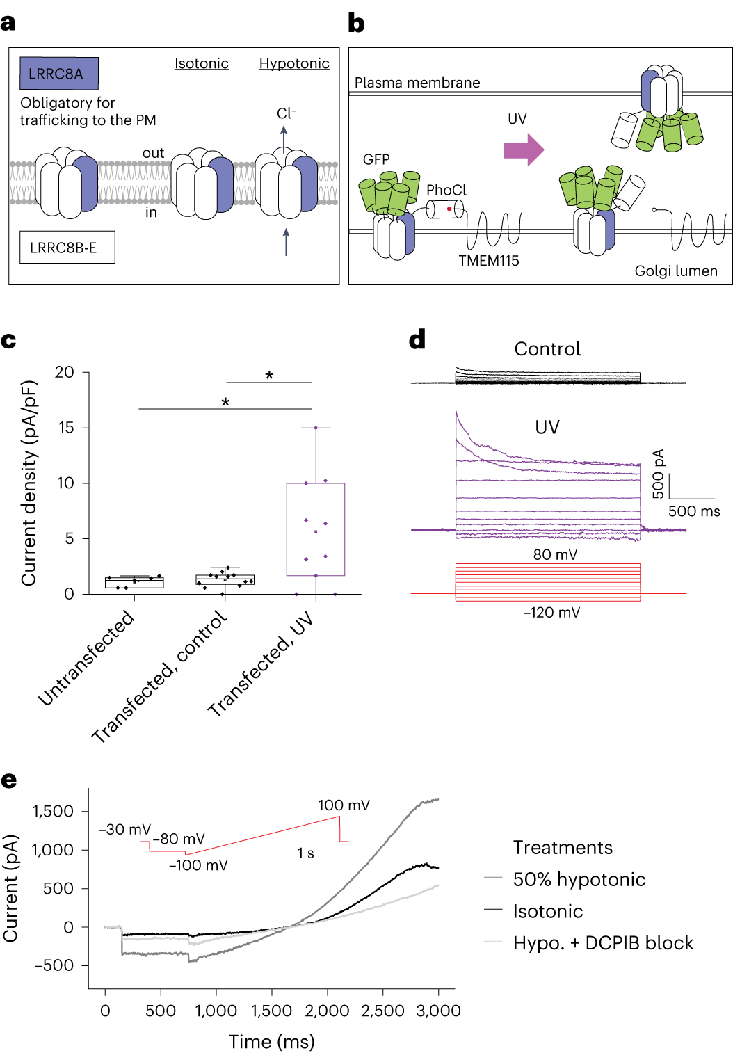 Fig. 4: Optogenetic release of VRACs.