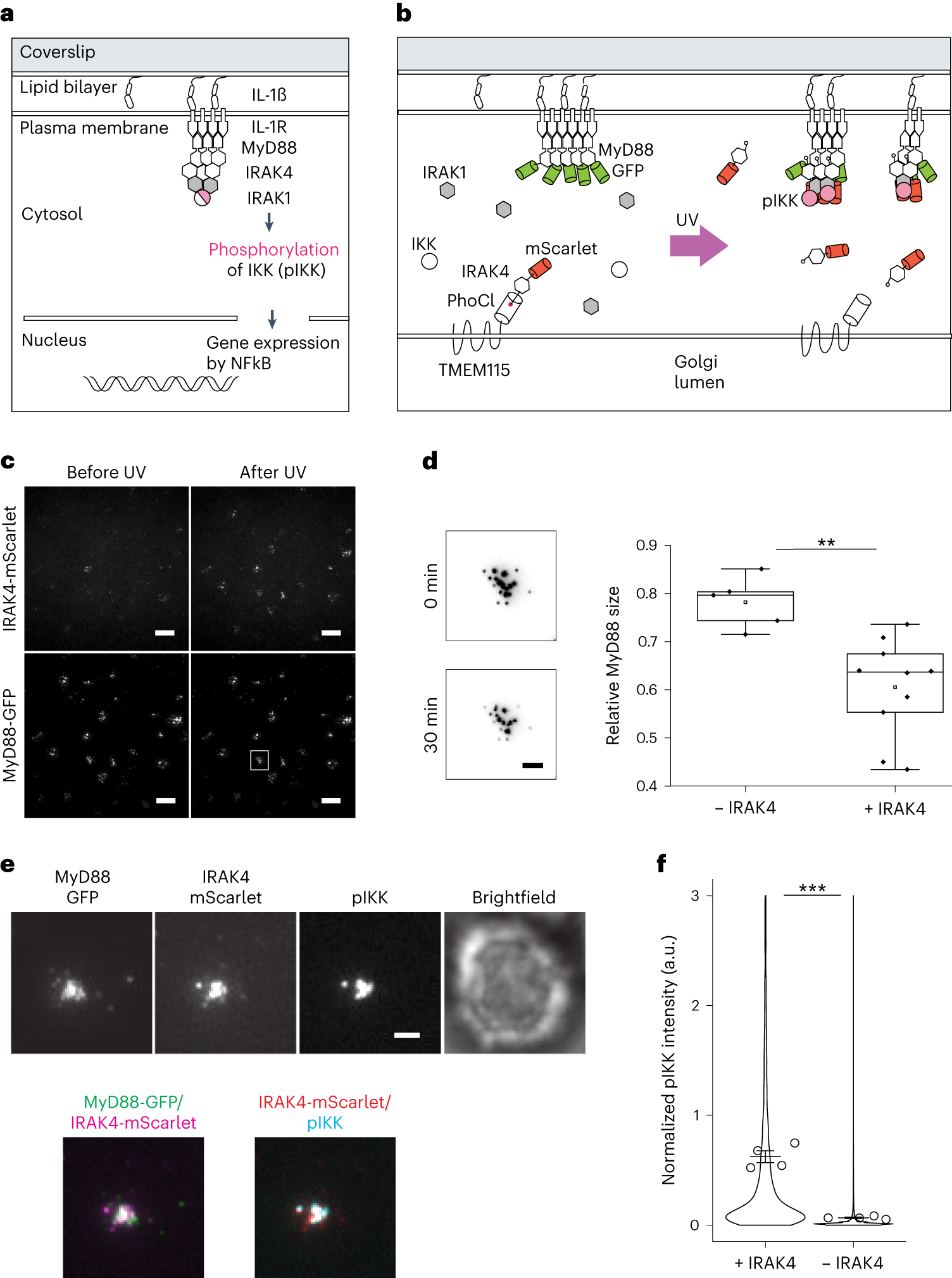 Fig. 5: Reconstitution of IL-1R signaling pathway in knockout cells with optogenetically released effector protein.