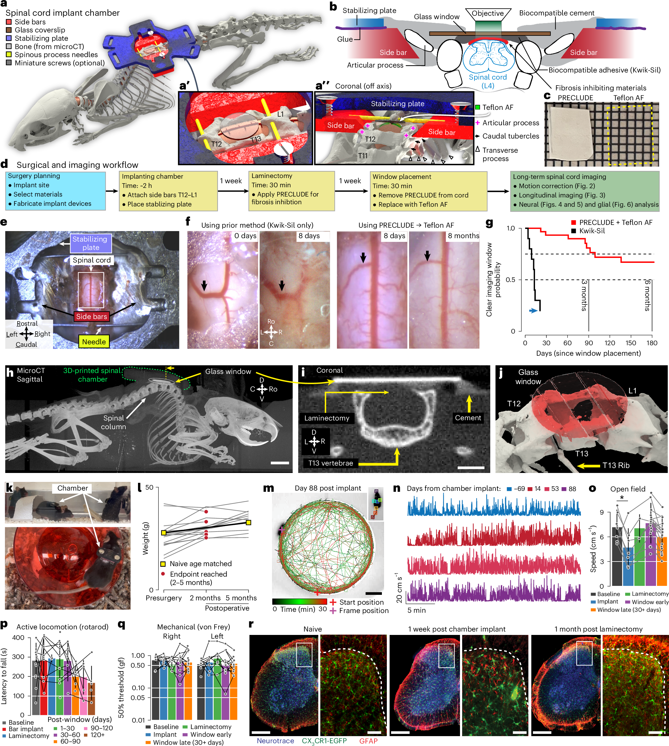 Long-term optical imaging of the spinal cord in awake behaving 