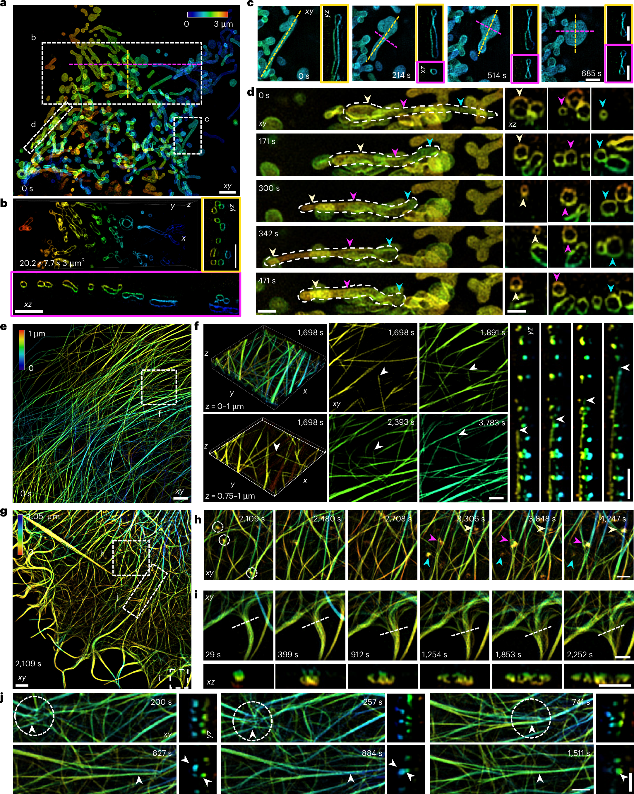Fig. 4: Time-lapse volumetric live-cell super-resolution imaging with 4Pi-SIM.