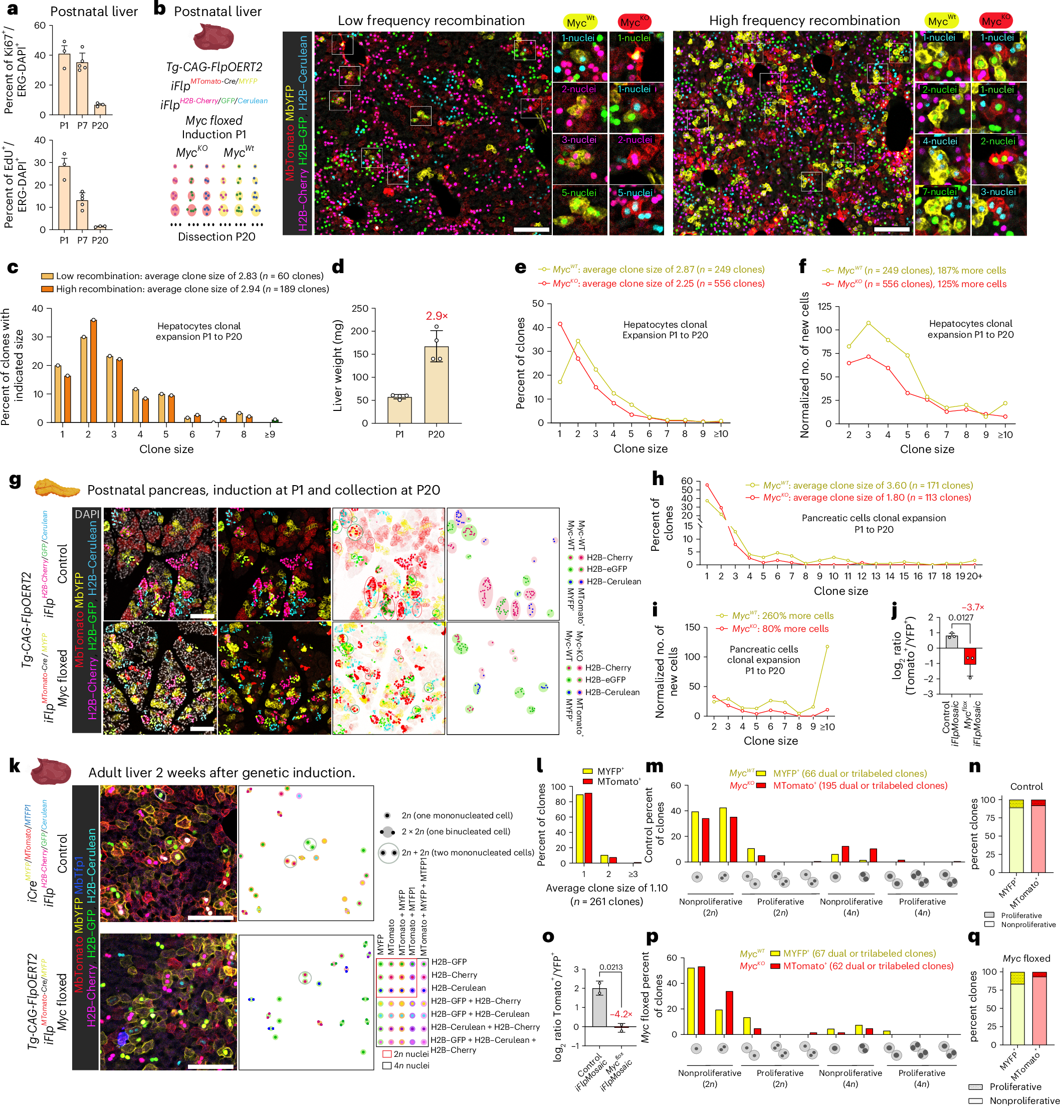 Fig. 4: High-resolution iFlpMosaics reveal the impact of genetic mutations on single-cell clonal dynamics.