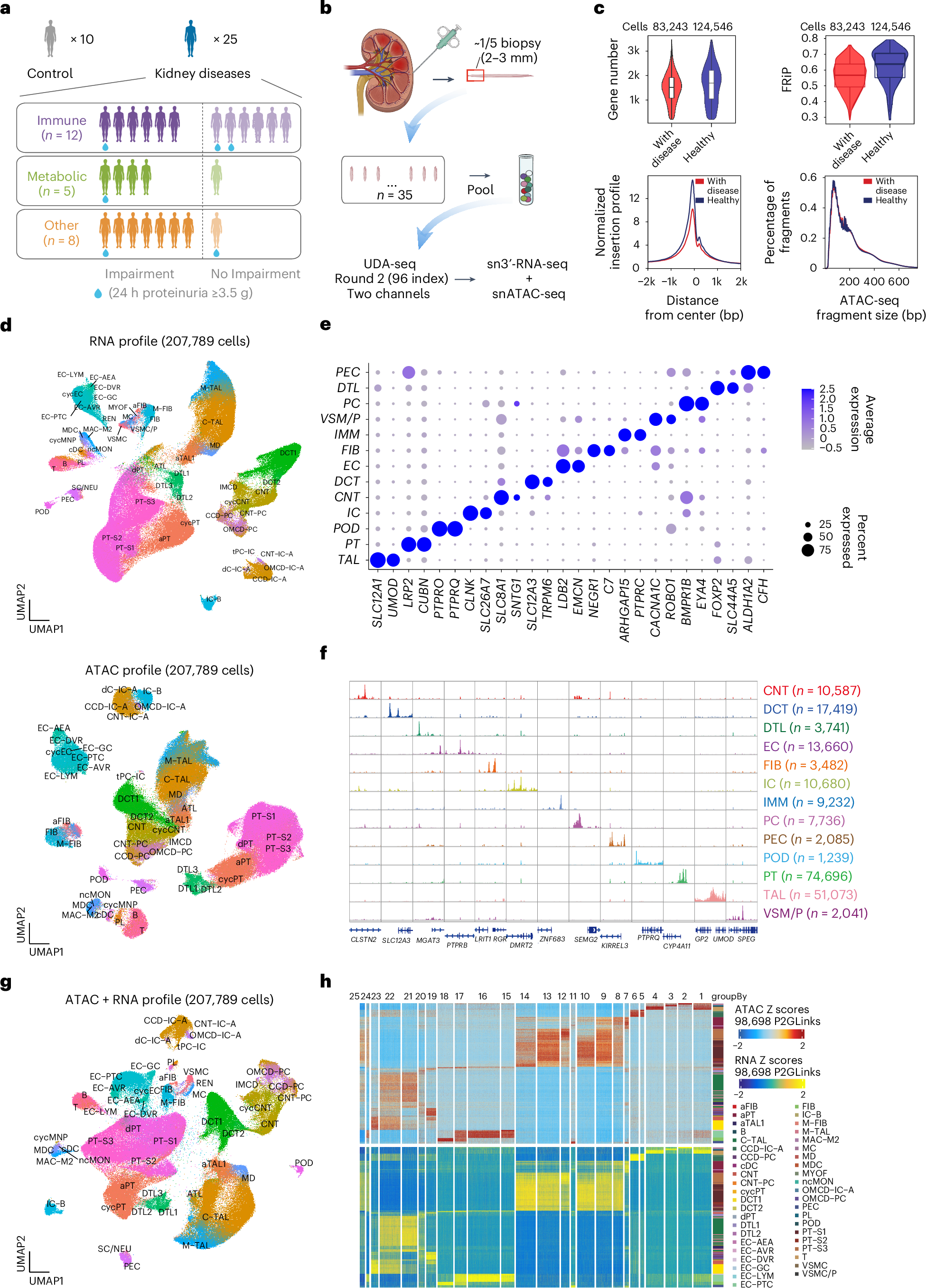 Fig. 2: Single-nucleus RNA and ATAC joint profiling from human kidney mini biopsies.