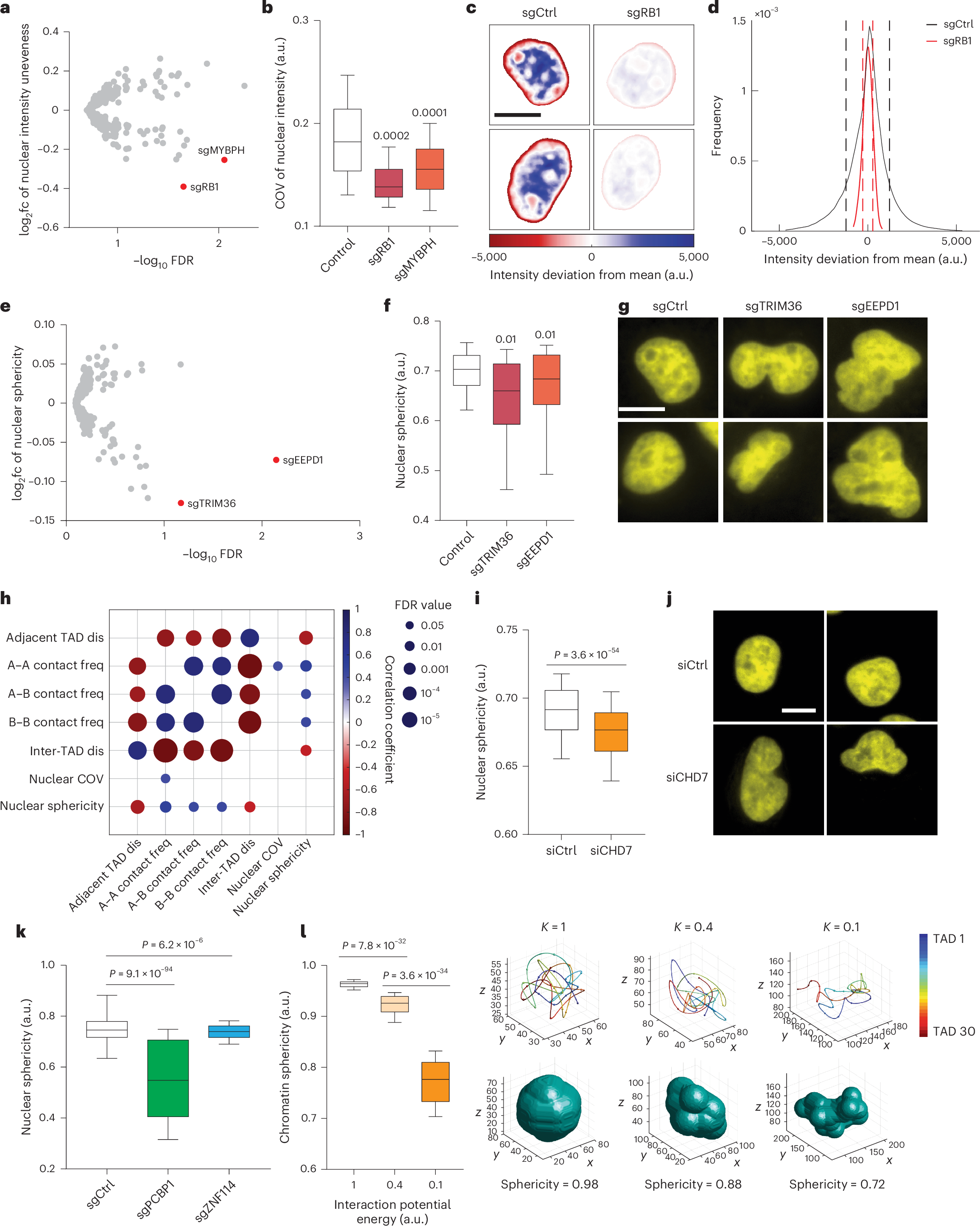 Fig. 5: Perturb-tracing screen identified hits that regulate the morphological properties of nuclei.