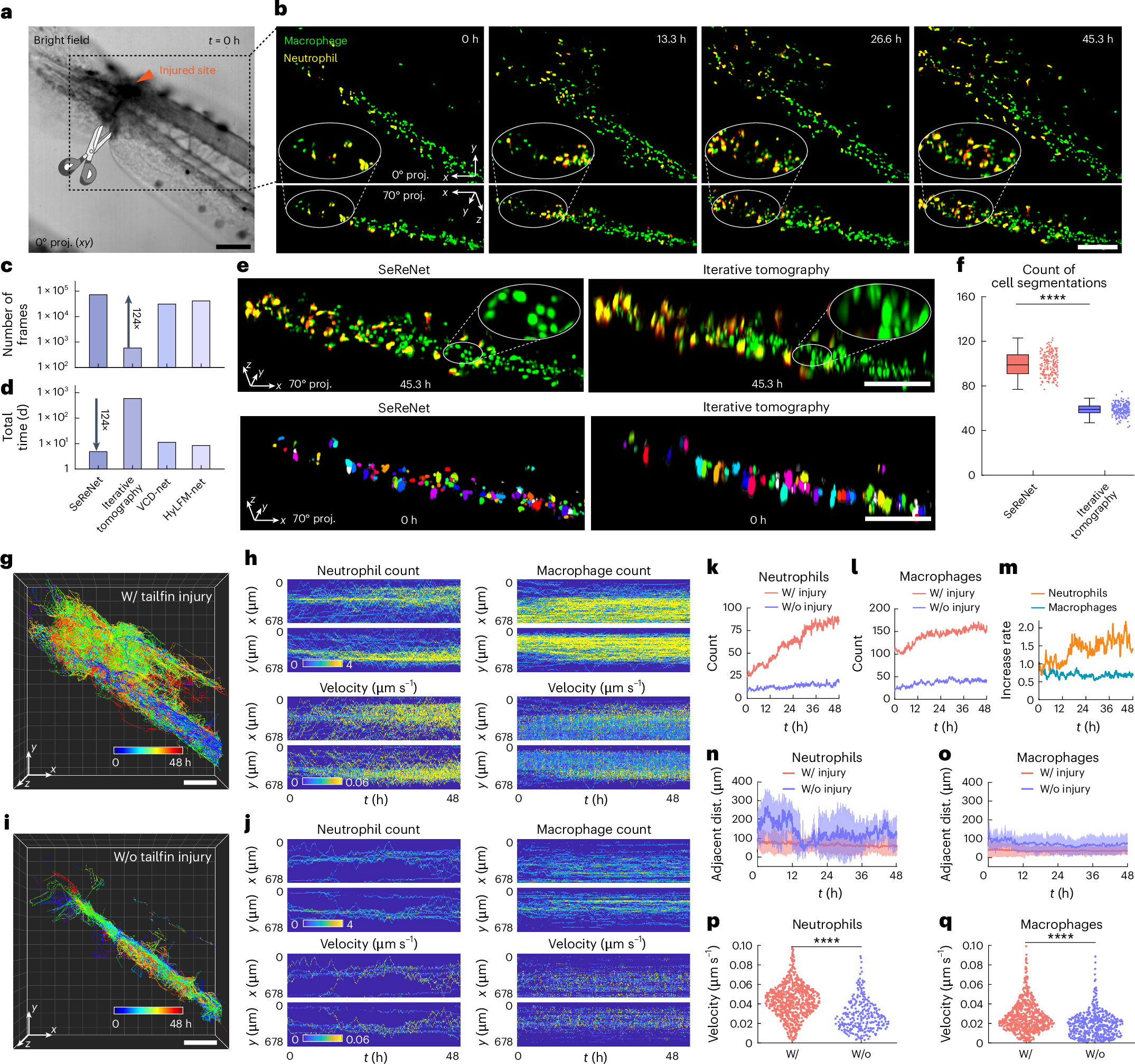 Fig. 5: Rapid high-resolution reconstruction of 2-day-long monitoring of inflammatory dynamics in zebrafish with more than 345,600 volumes.