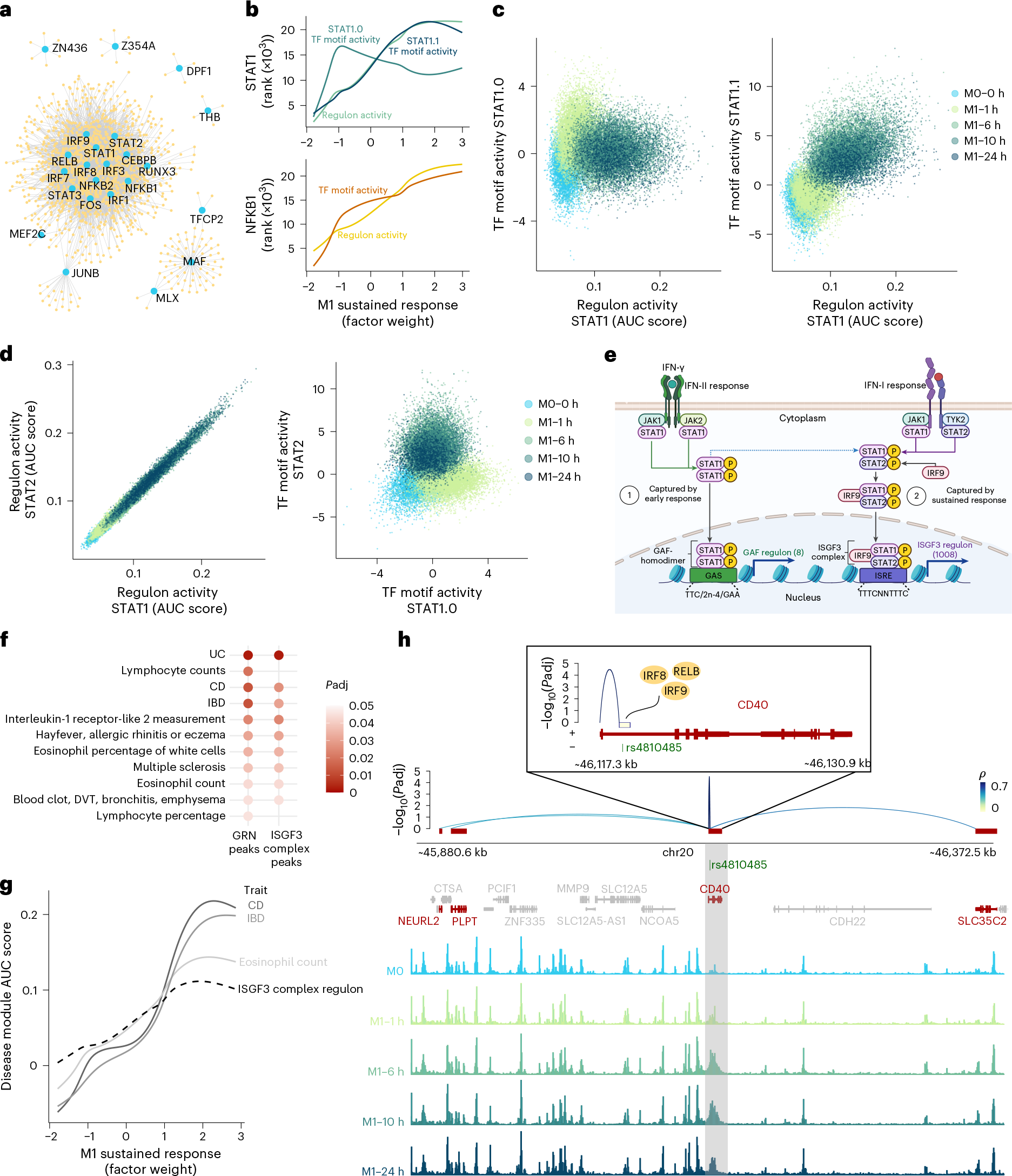 Fig. 3: GRNs inferred from SUM-seq data in macrophages coupled with genetic evidence reveal TF and regulon hierarchy, linking TFs to immune traits.