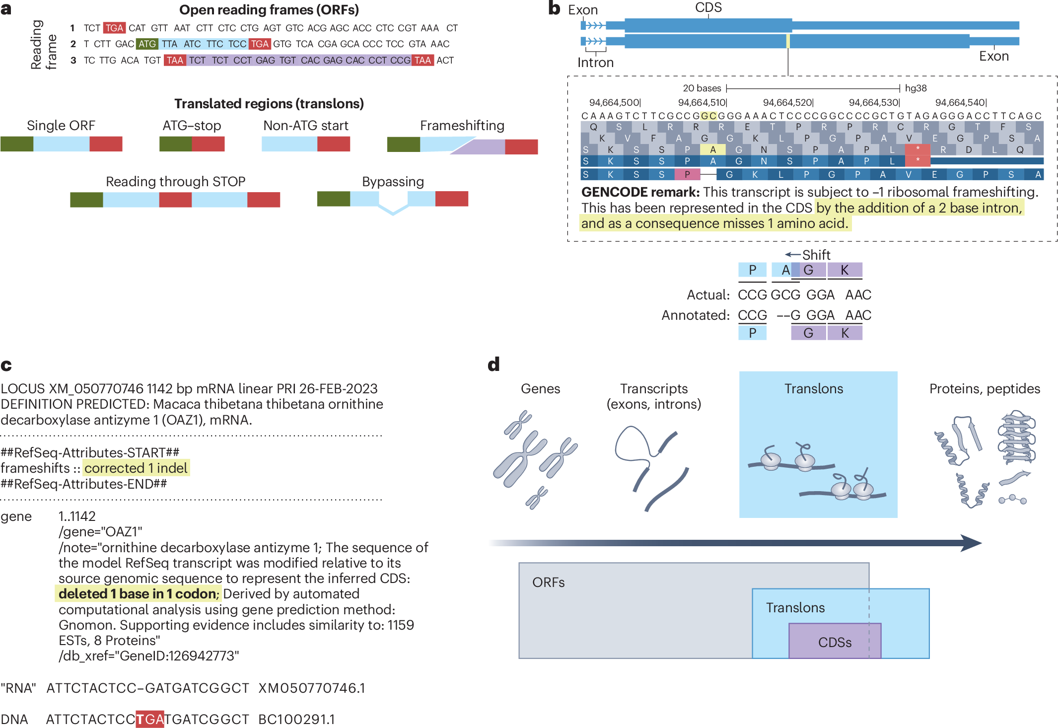 Adding pieces to the puzzle of differentiated-to-anaplastic thyroid cancer  evolution: the oncogene E2F7 | Cell Death \u0026 Disease, image size:2131x1466
