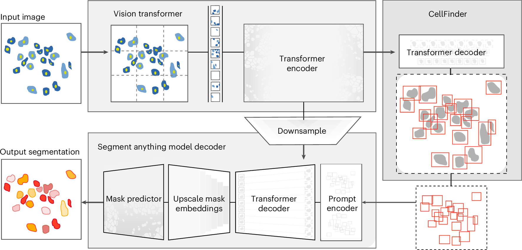 AIアルゴリズムが生物イメージングの革新を実現（AI Algorithm Enables Biological Imaging Breakthroughs）