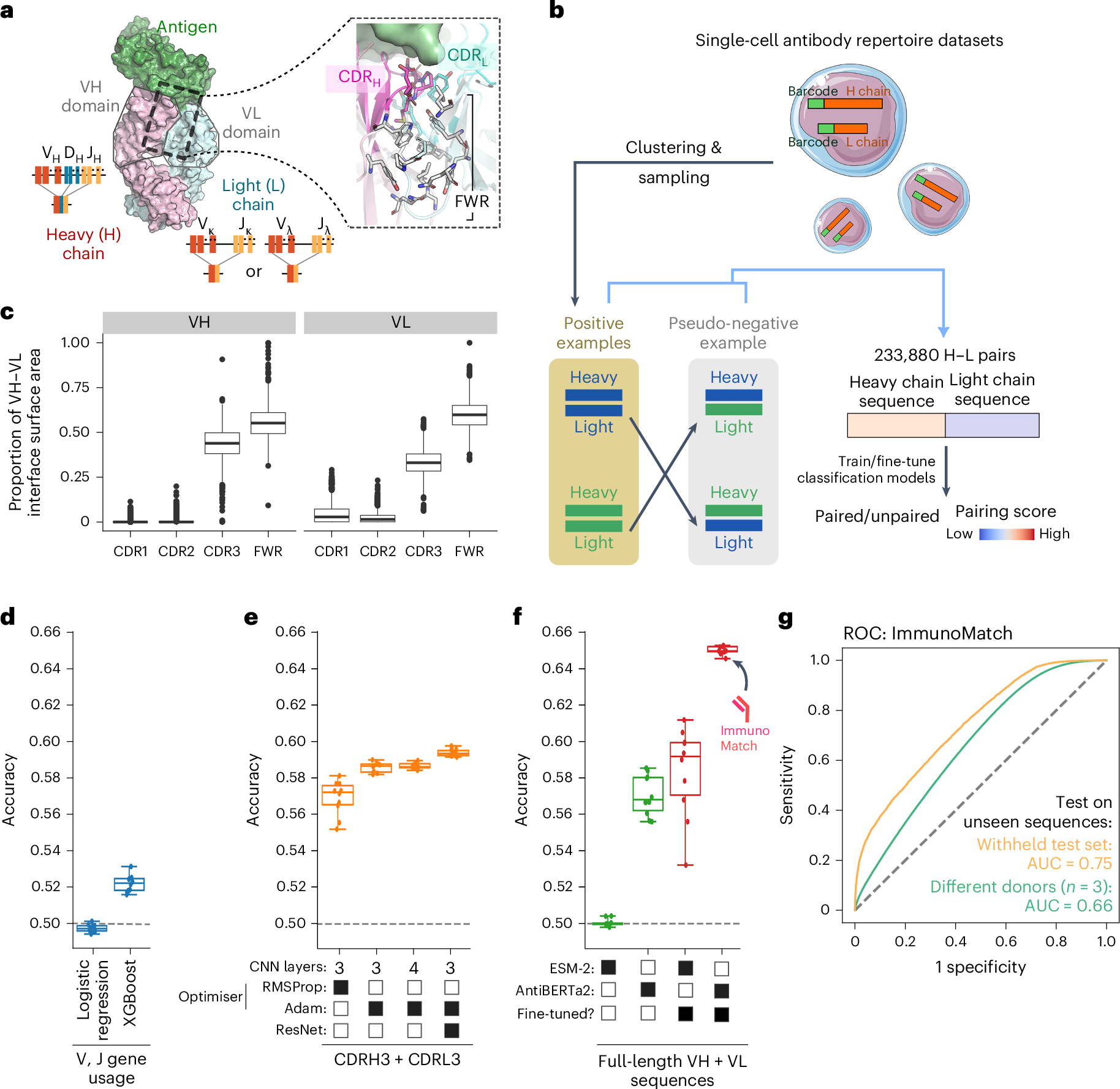 ImmunoMatch learns and predicts cognate pairing of heavy and light  immunoglobulin chains | Nature Methods