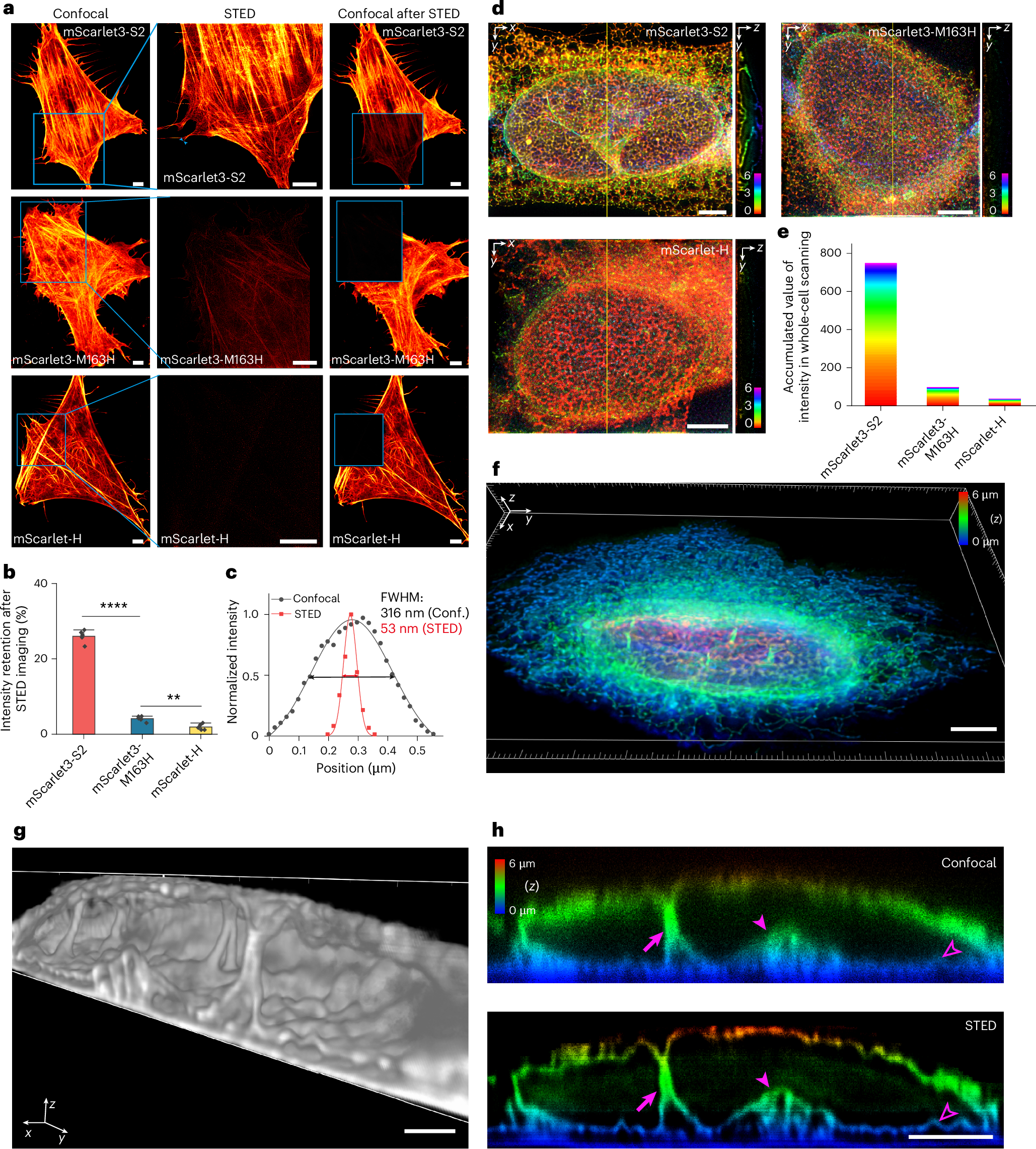 Fig. 2: mScarlet3-S2 enables 2D and 3D STED imaging.