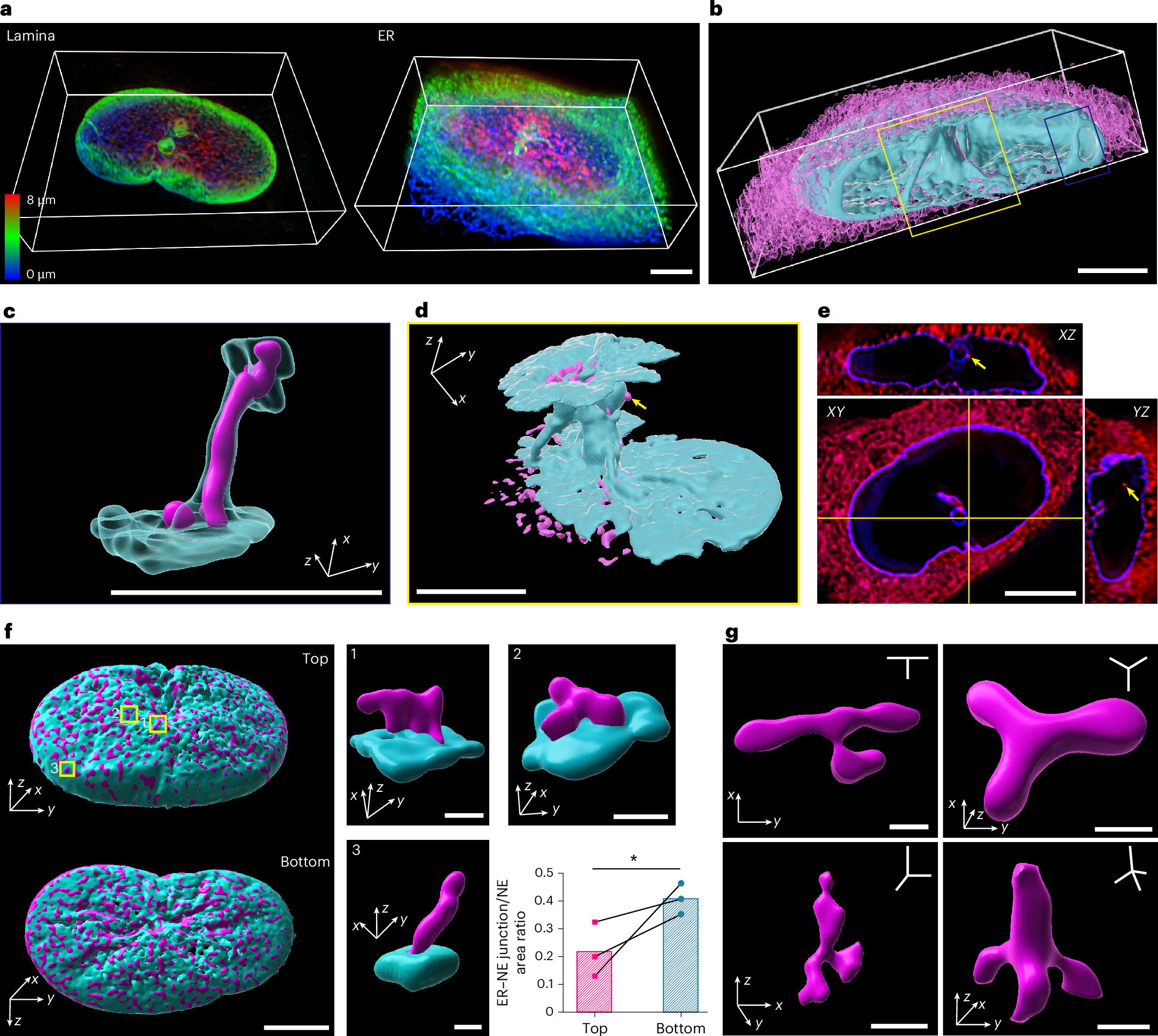 Fig. 3: mScarlet3-S2 enables dual-color 3D STED.