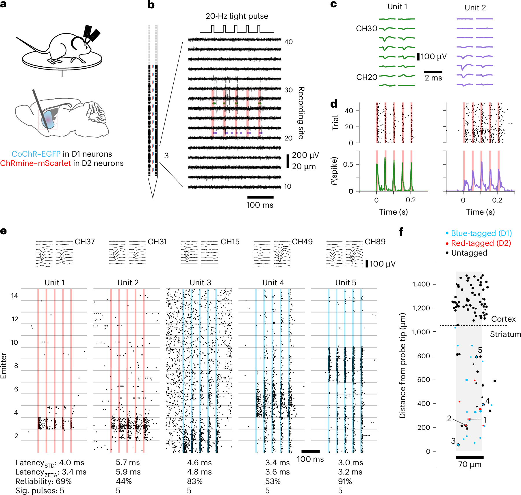 Fig. 5: Using Neuropixels Opto for optotagging.