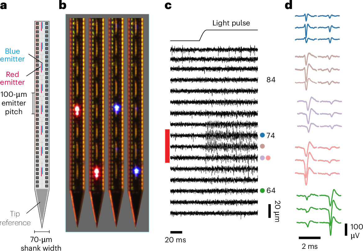 Neuropixels Opto probe records and controls neurons
