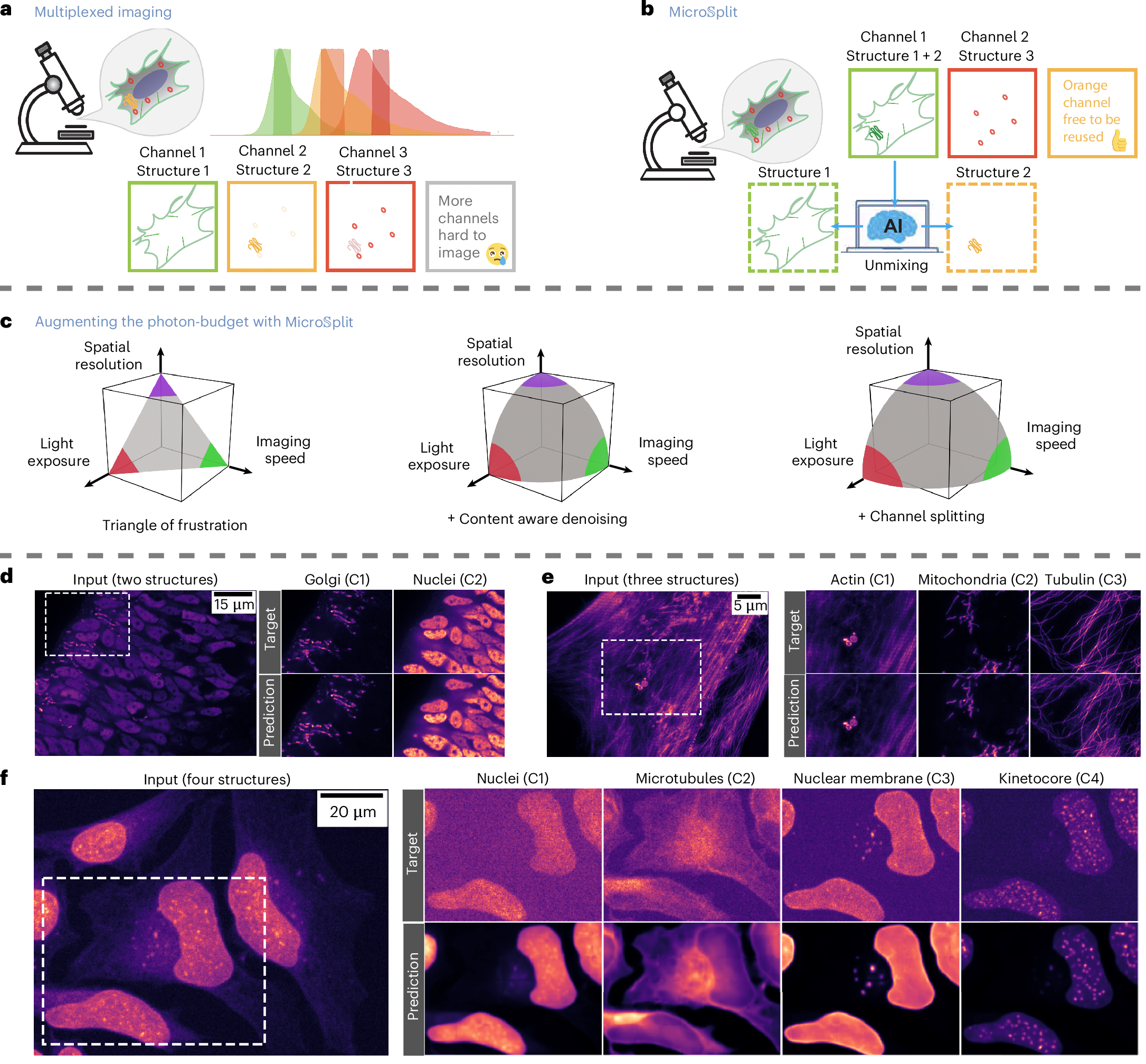 M i c r o S p l i t : semantic unmixing of fluorescent microscopy data