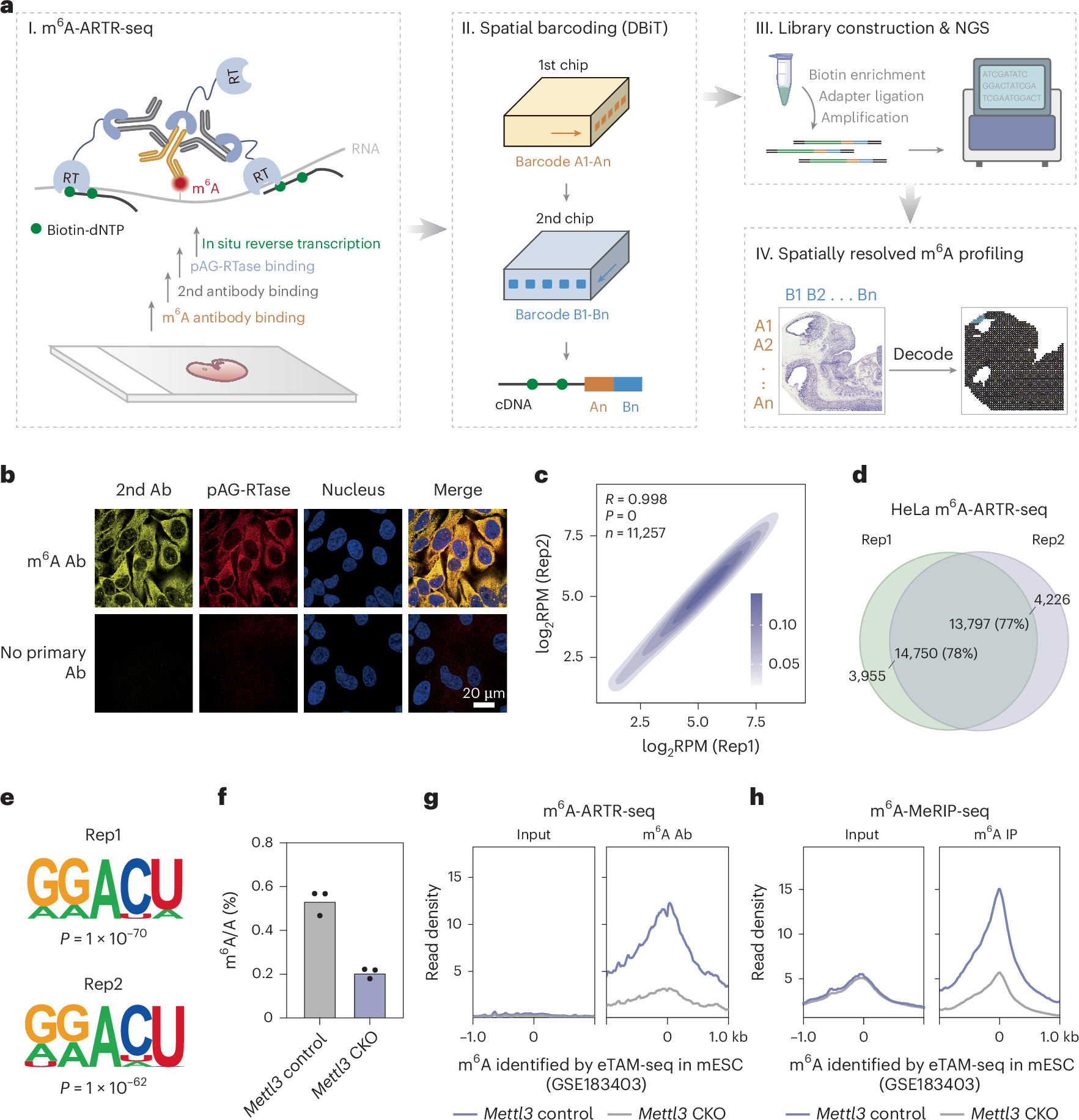 Fig. 1: m6A-ARTR-DBiT workflow and specificity validation.