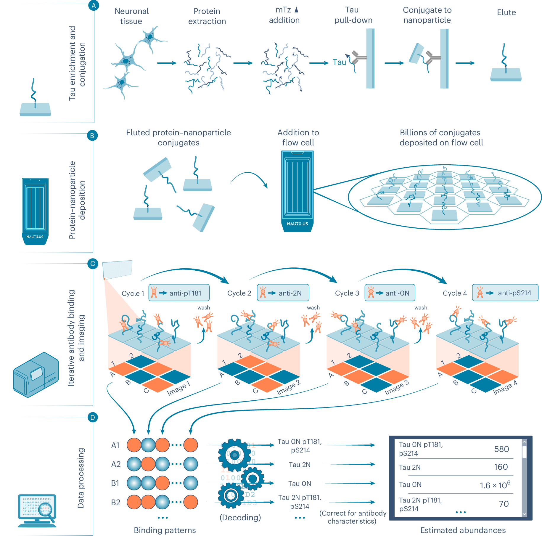 Photograph accompanying Twelve antibodies sort single tau molecules into 130 proteoform groups