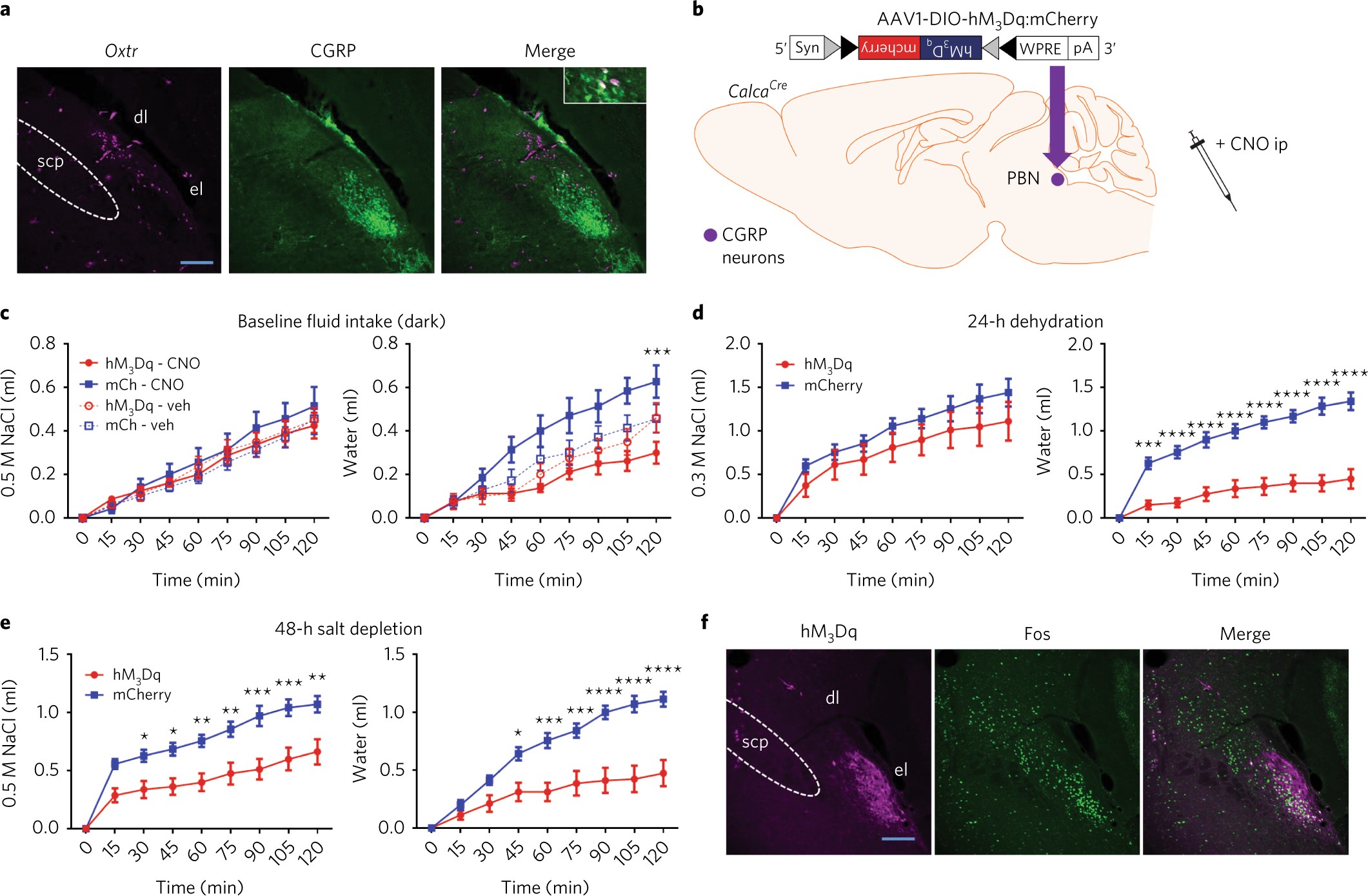Fig. 5: CGRPPBN neuron activation decreases fluid and salt intake.