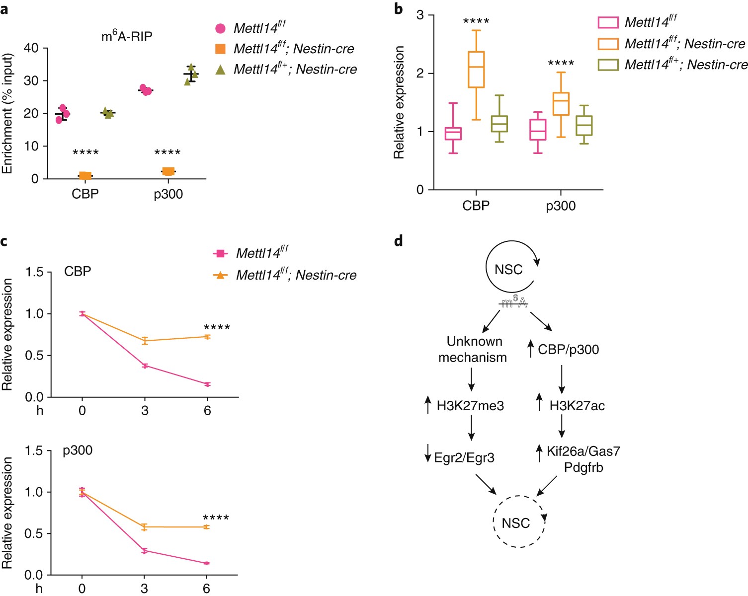 Fig. 7: m6A regulates mRNA stability of CBP and p300.