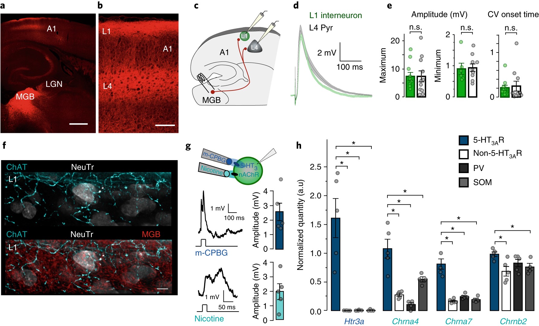 Inhibitory circuit gating of auditory critical-period plasticity | Nature  Neuroscience
