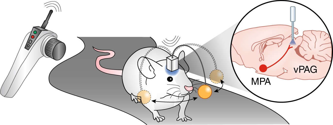 Function mouse. Оптогенетика анимация. Mouse Mind. Nao Brain Stimulator. Динамик звуковой эксперимент мозг.