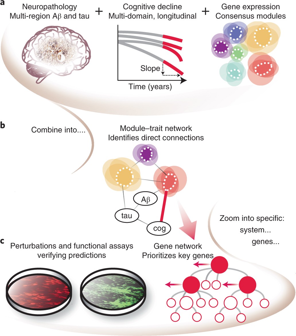 Molecular Network Identified Underlying >> A Molecular Network Of The Aging Human Brain Provides Insights Into Molecular Network Identified Underlying >> A Molecular Network Of The Aging Human Brain Provides Insights Into