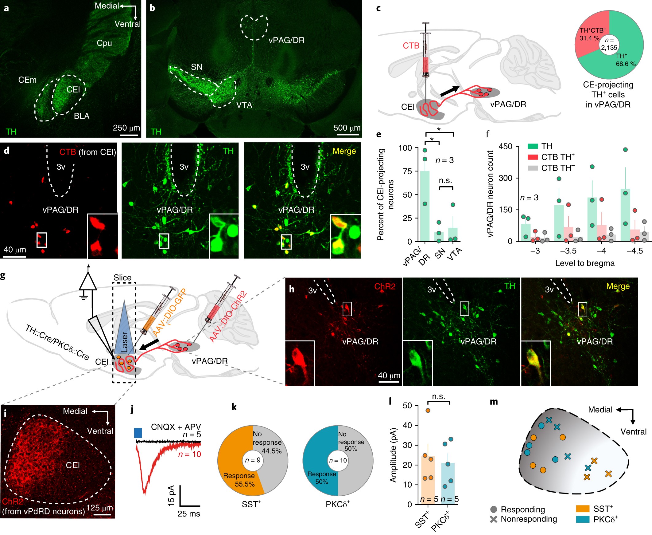 Dorsal Tegmental Dopamine Neurons Gate Associative Learning Of Fear Nature Neuroscience