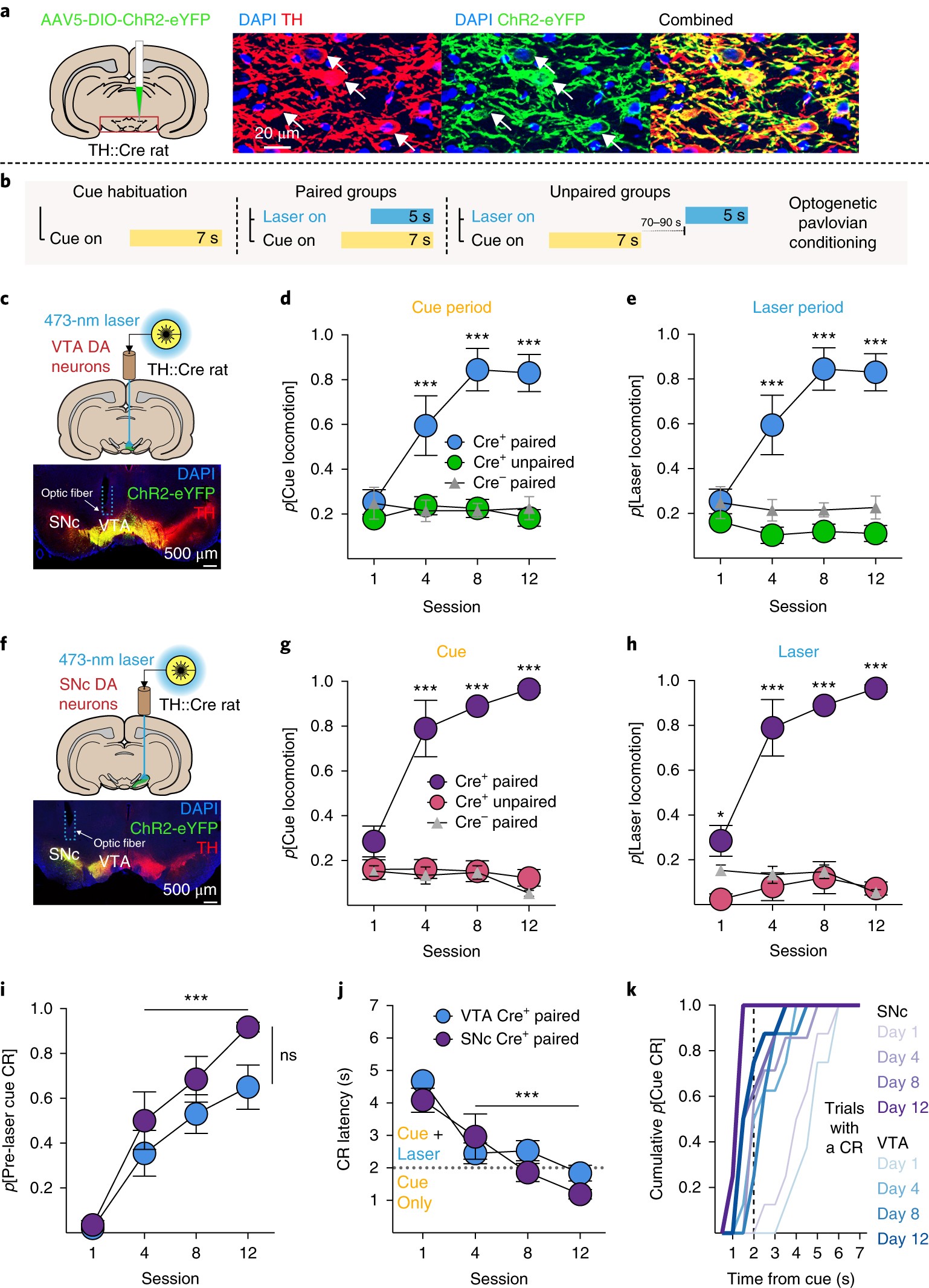 Dopamine: The Currency of Desire