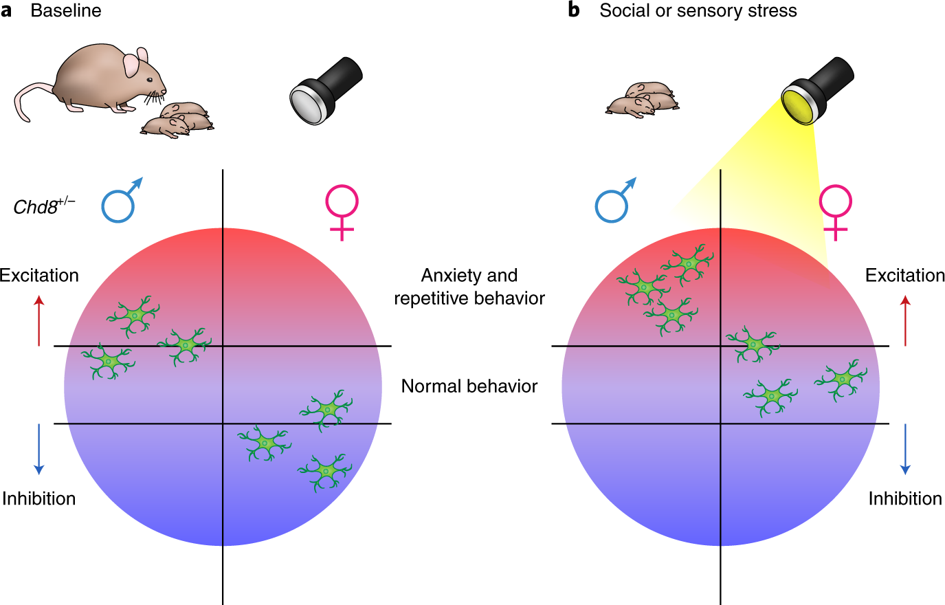 Autism May Reflect Excitation >> Sex Bias In Autism New Insights From Chd8 Mutant Mice Nature Autism May Reflect Excitation >> Sex Bias In Autism New Insights From Chd8 Mutant Mice Nature