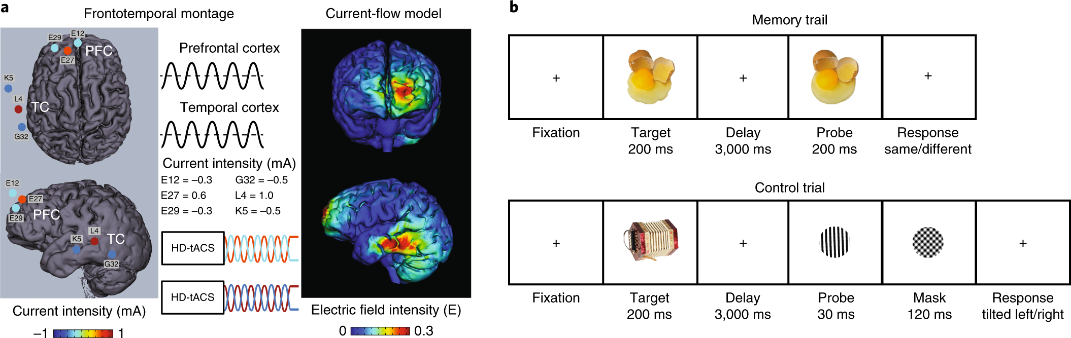 Brain Circuits For Successful Emotional >> Working Memory Revived In Older Adults By Synchronizing Rhythmic Brain Circuits For Successful Emotional >> Working Memory Revived In Older Adults By Synchronizing Rhythmic