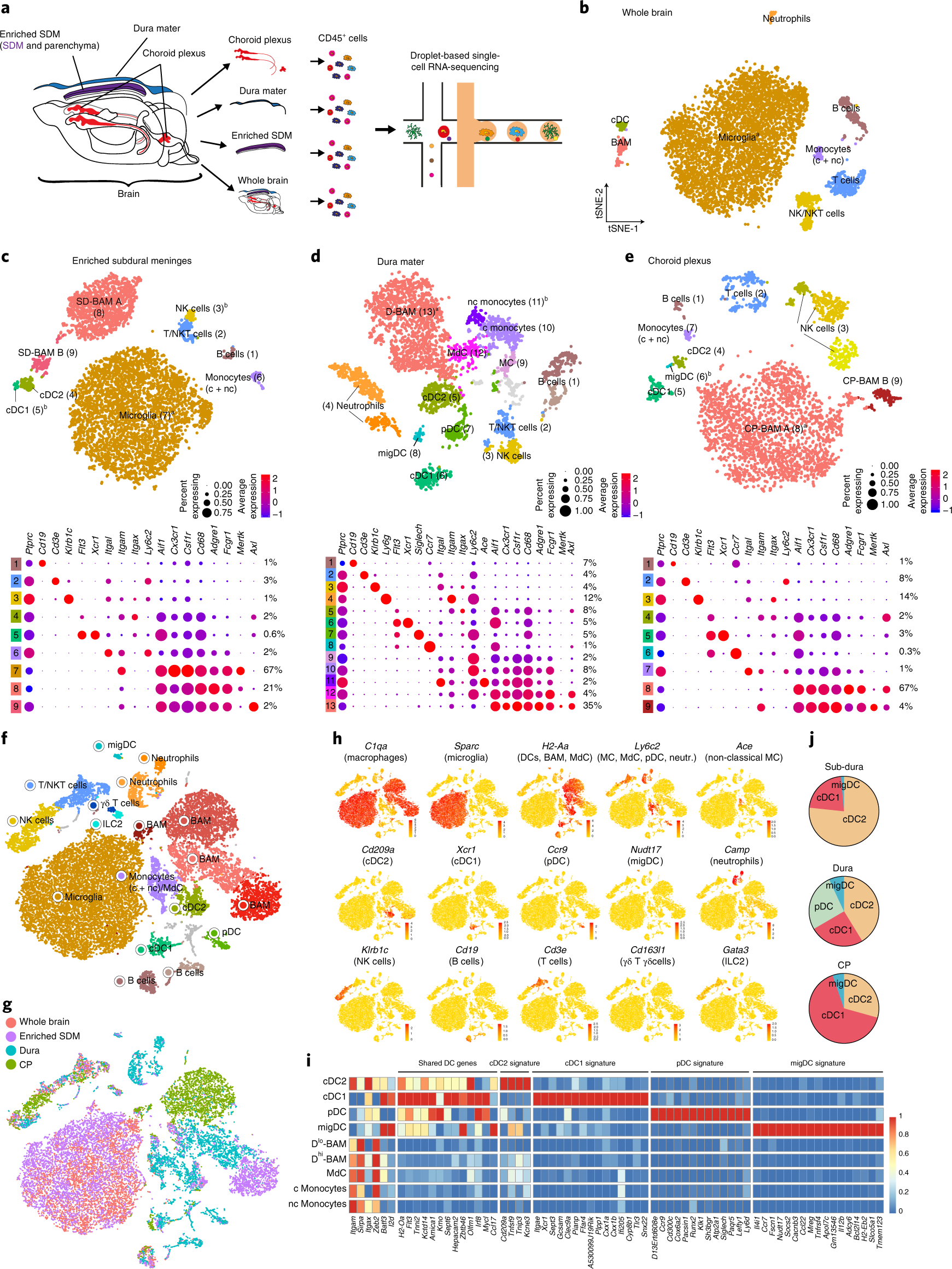 A Single Cell Atlas Of Mouse Brain Macrophages Reveals Unique Transcriptional Identities Shaped By Ontogeny And Tissue Environment Nature Neuroscience