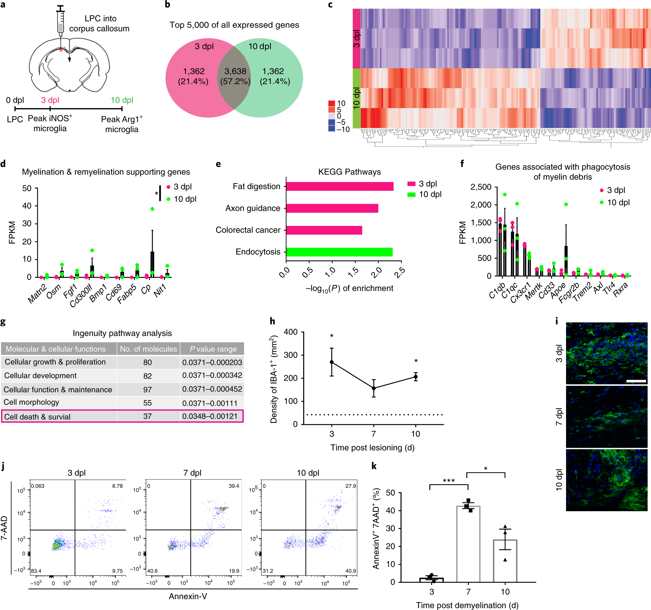 Central nervous system regeneration is driven by microglia necroptosis and  repopulation | Nature Neuroscience
