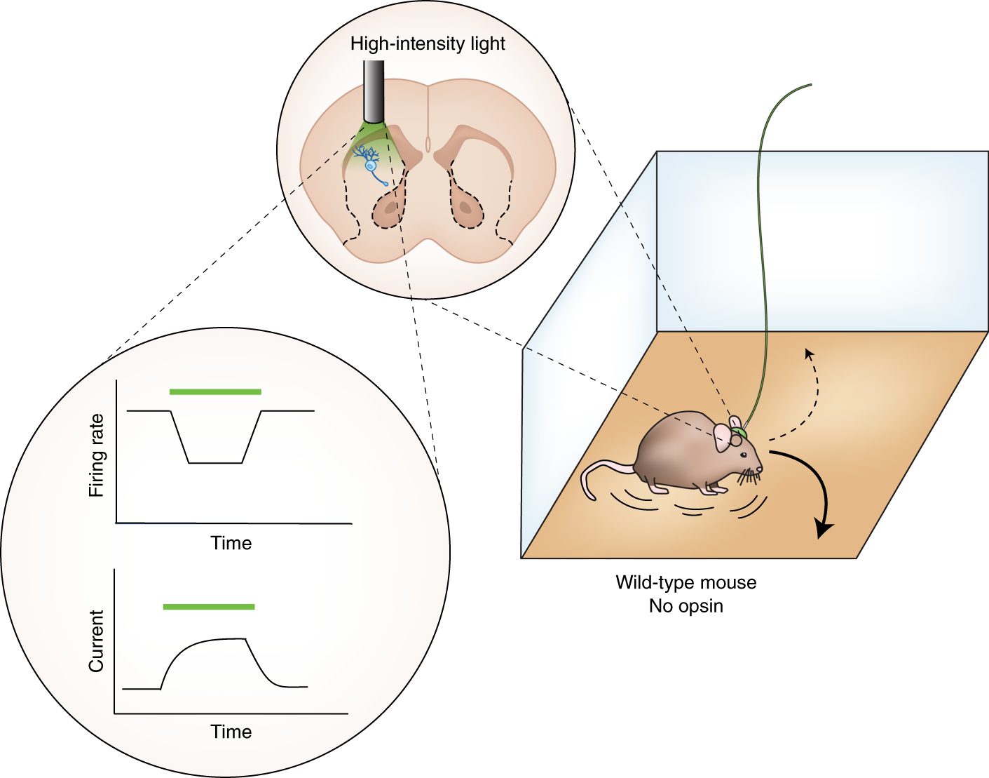 Hot Topic Behavioral Treatments For >> Hot Topic In Optogenetics New Implications Of In Vivo Tissue Hot Topic Behavioral Treatments For >> Hot Topic In Optogenetics New Implications Of In Vivo Tissue