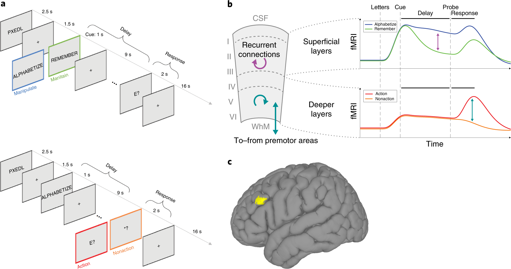 Layer-dependent activity in human prefrontal cortex during working memory |  Nature Neuroscience