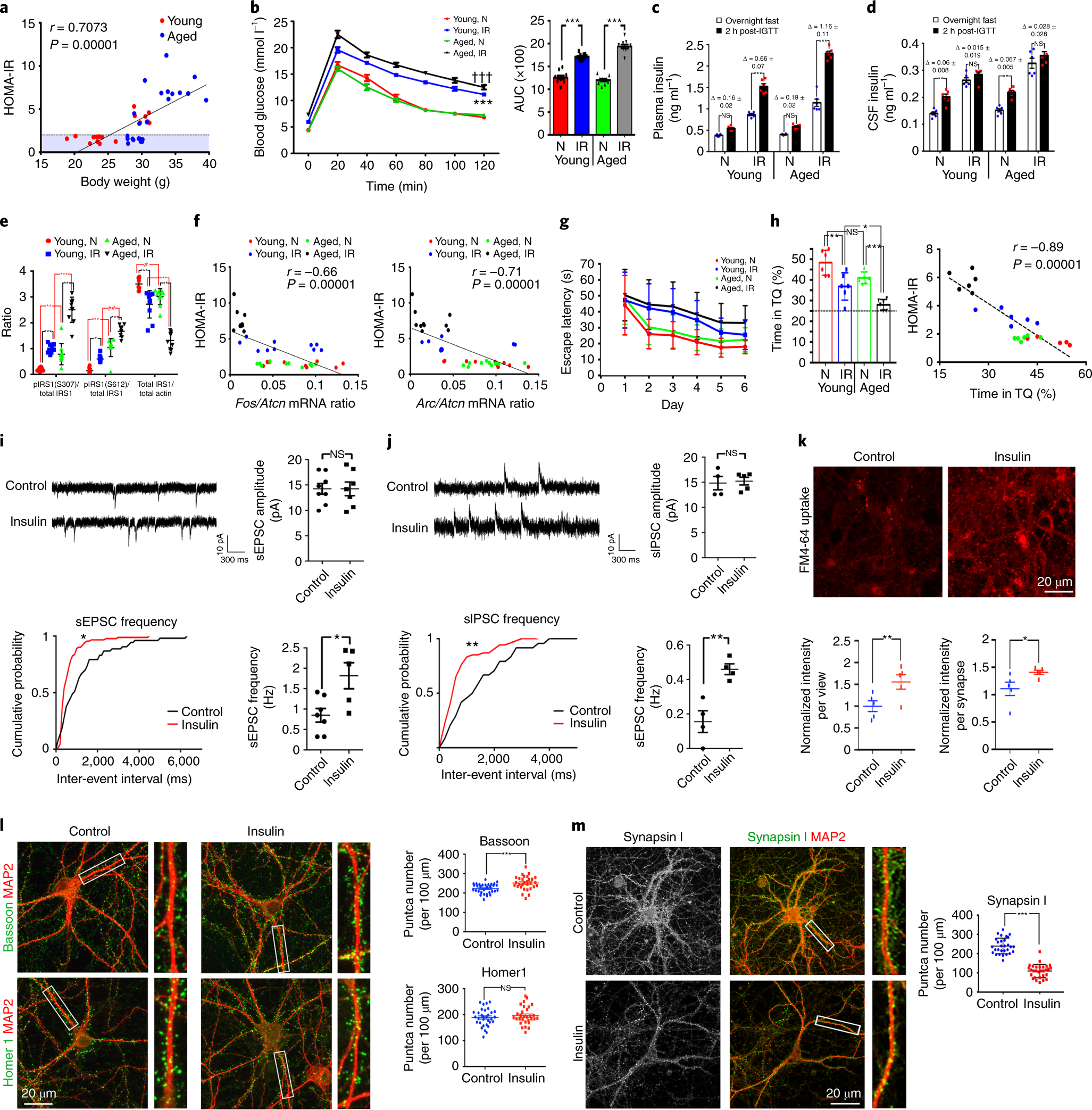 Age Related Hyperinsulinemia Leads To Insulin Resistance In