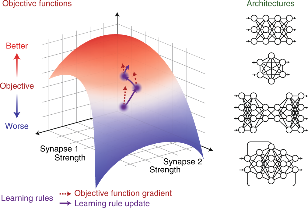 A deep learning framework for neuroscience