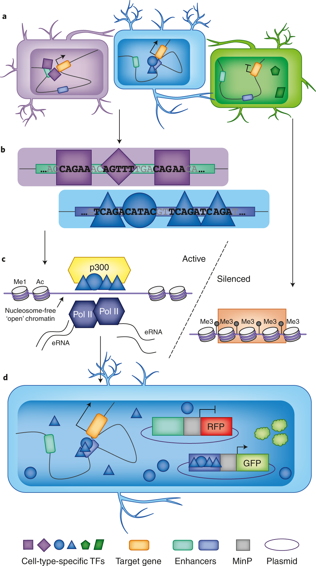Neurobiological functions of transcriptional enhancers | Nature Neuroscience