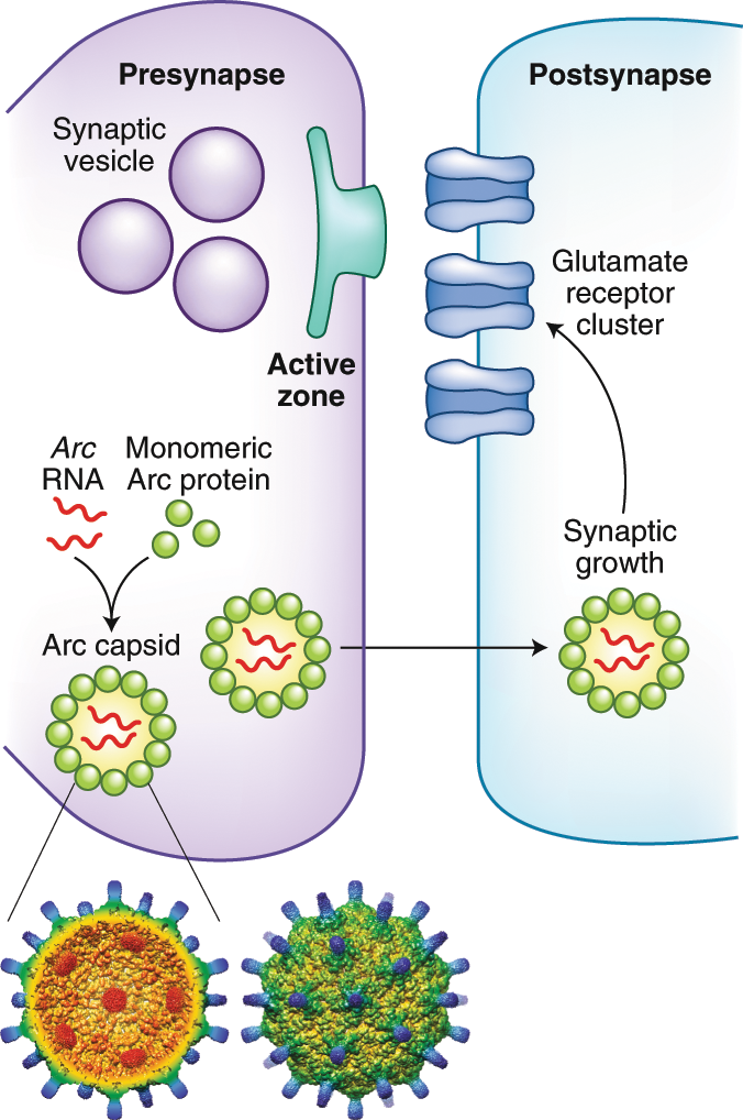 Structure Of An Arc Ane Virus Like Capsid Nature Neuroscience
