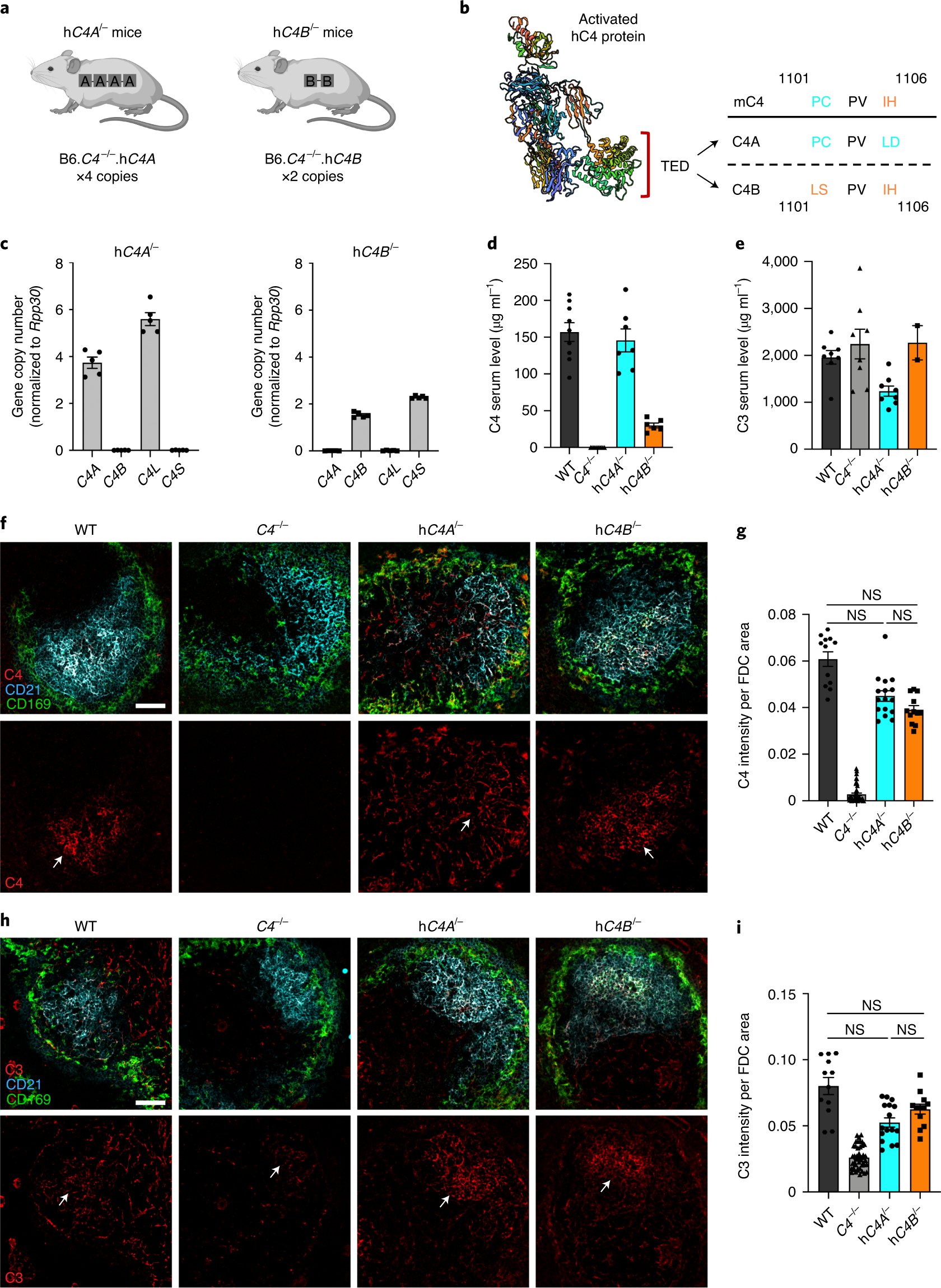 Overexpression of schizophrenia susceptibility factor human complement C4A  promotes excessive synaptic loss and behavioral changes in mice | Nature  Neuroscience