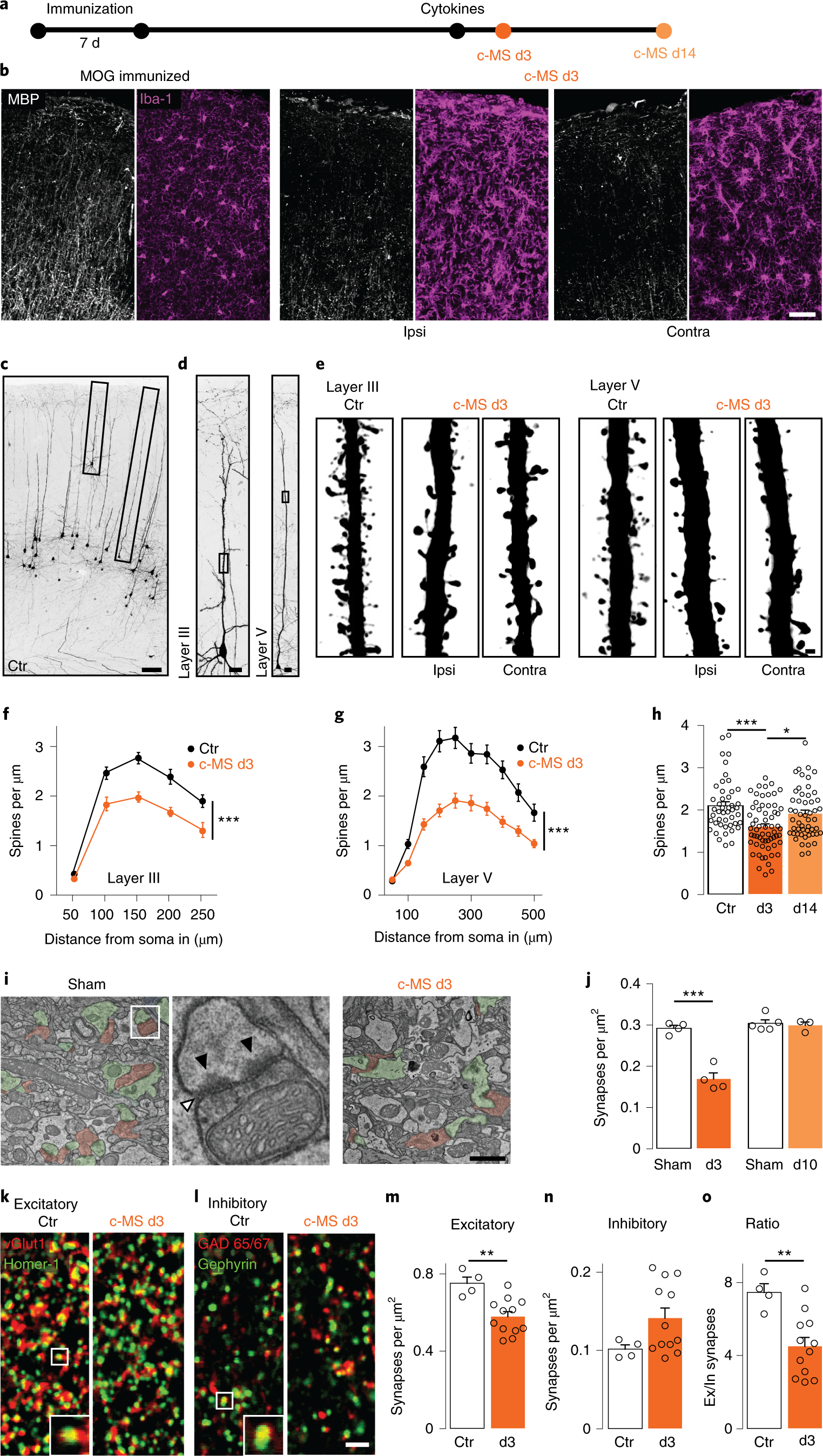 Phagocyte Mediated Synapse Removal In Cortical Neuroinflammation Is Promoted By Local Calcium Accumulation Nature Neuroscience Phagocyte Mediated Synapse Removal In Cortical Neuroinflammation Is Promoted By Local Calcium Accumulation Nature Neuroscience