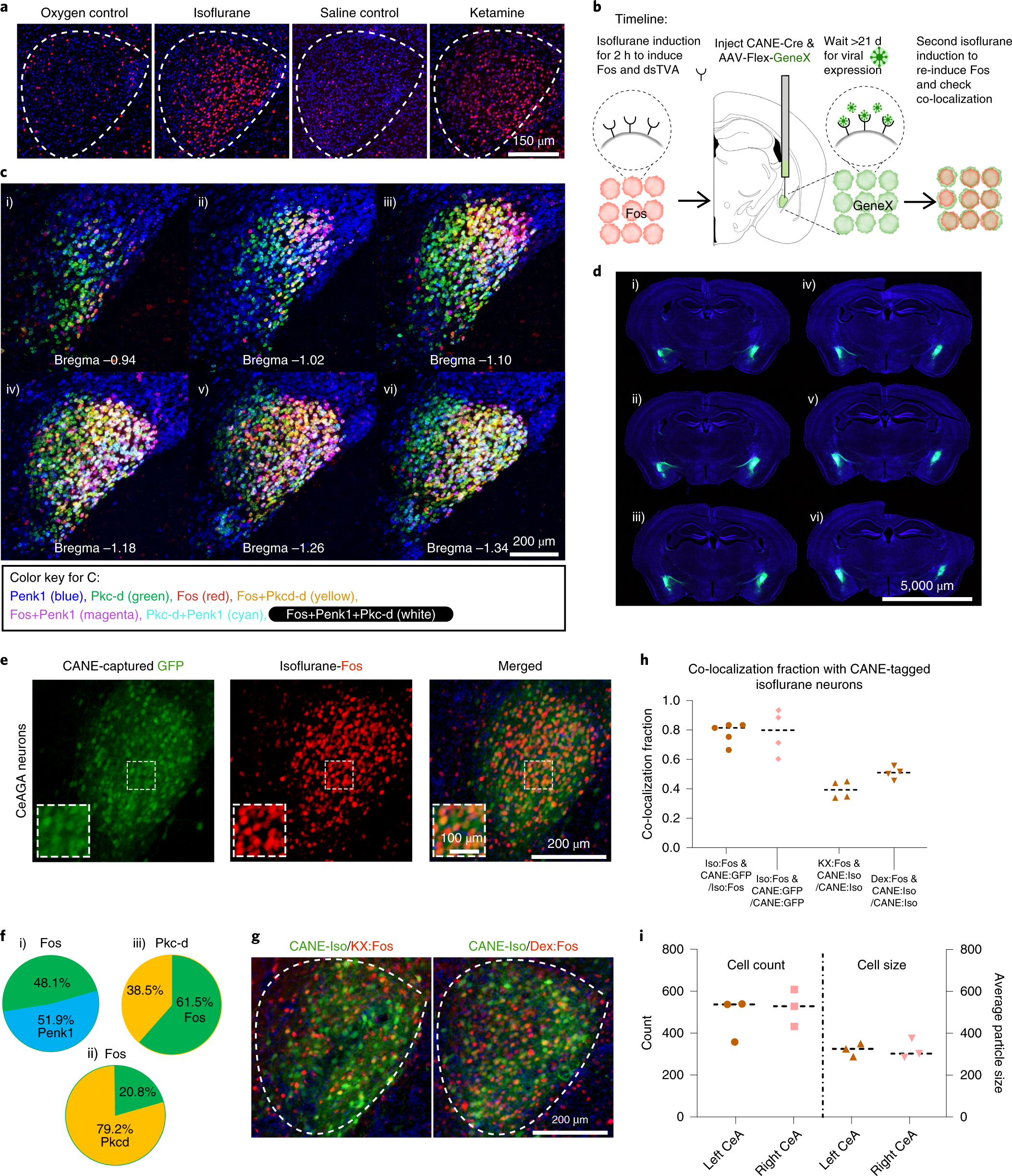 Chen et al. Chen et al. Кластеризация нейронные сети. Ядро клетки. Nanomaterials applications.