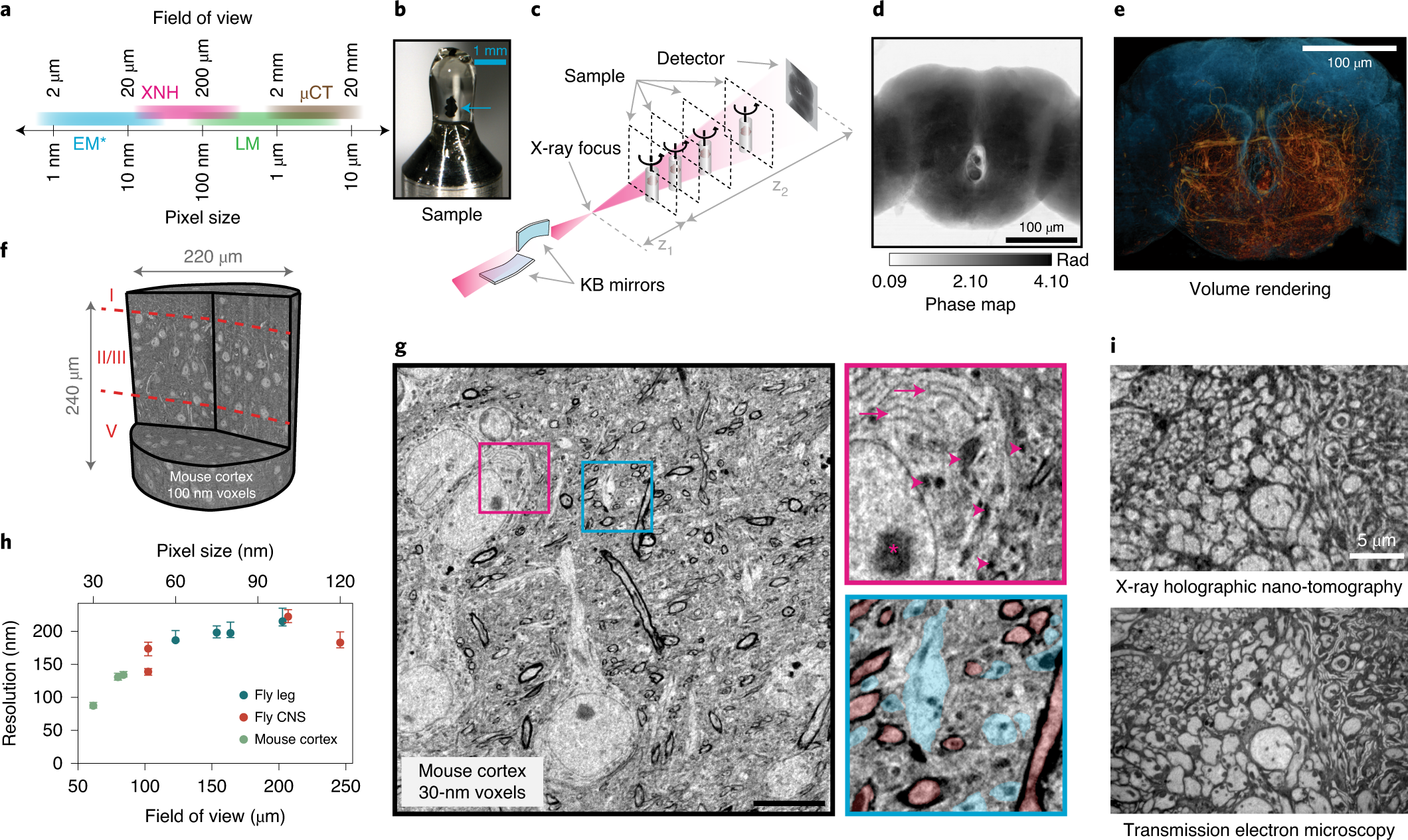 Dense 4D nanoscale reconstruction of living brain tissue