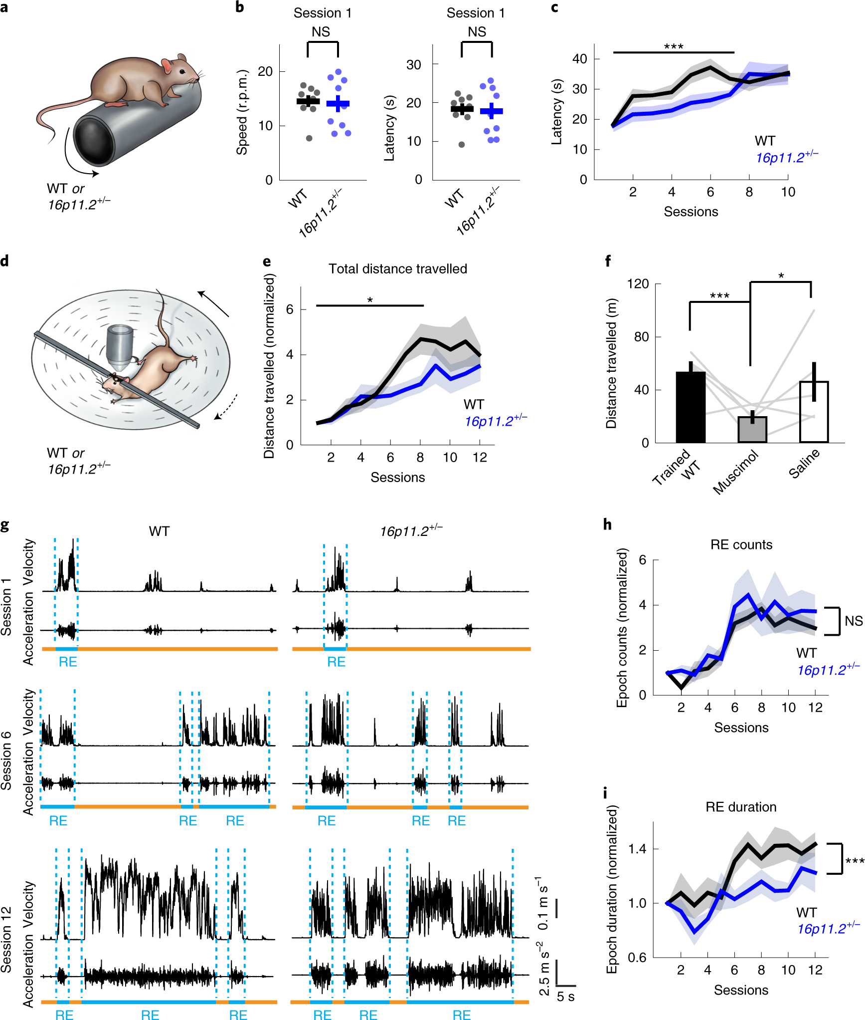 Delayed motor learning in a 16p11.2 deletion mouse model of autism is  rescued by locus coeruleus activation | Nature Neuroscience