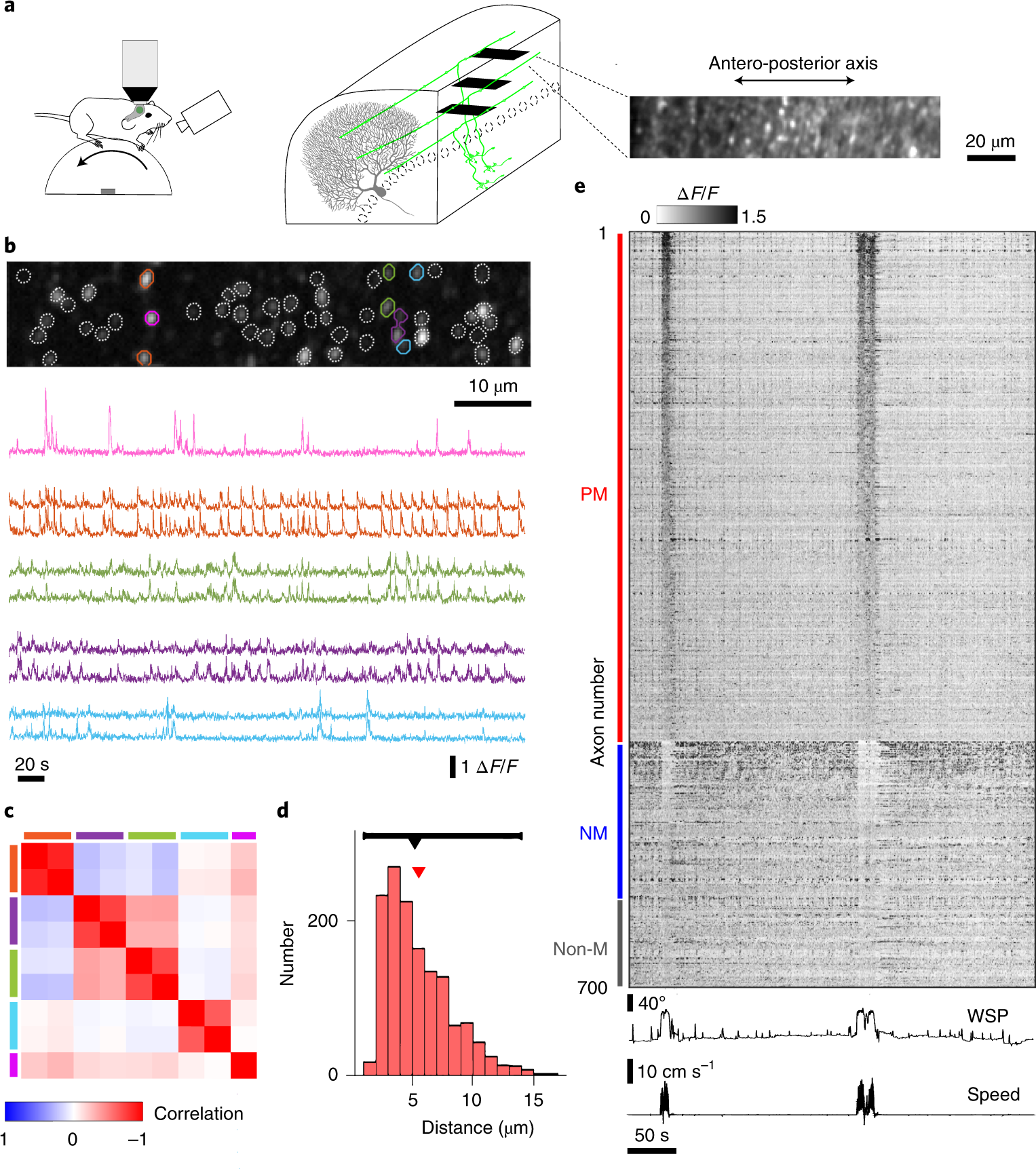 cerebellar granule cell axons support high dimensional representations nature neuroscience