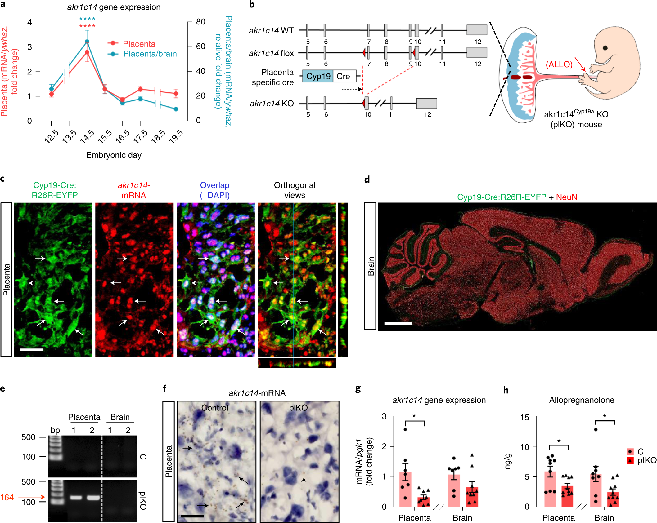 Placental endocrine function shapes cerebellar development and social  behavior | Nature Neuroscience