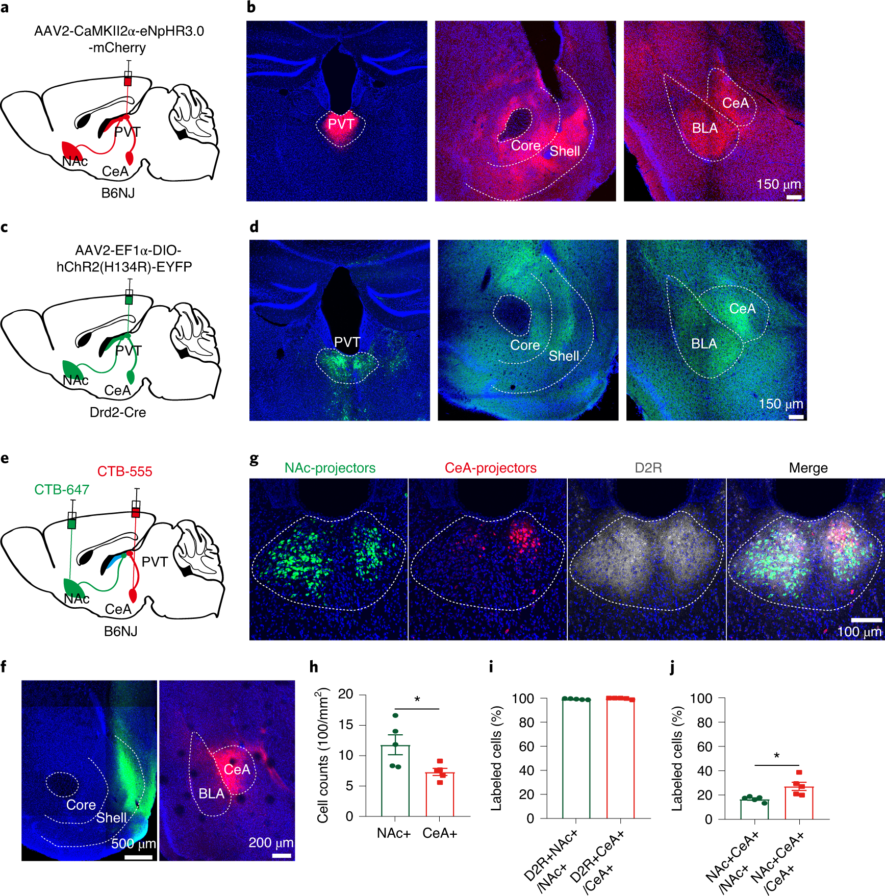 Divergent projections of the paraventricular nucleus of the thalamus  mediate the selection of passive and active defensive behaviors | Nature  Neuroscience