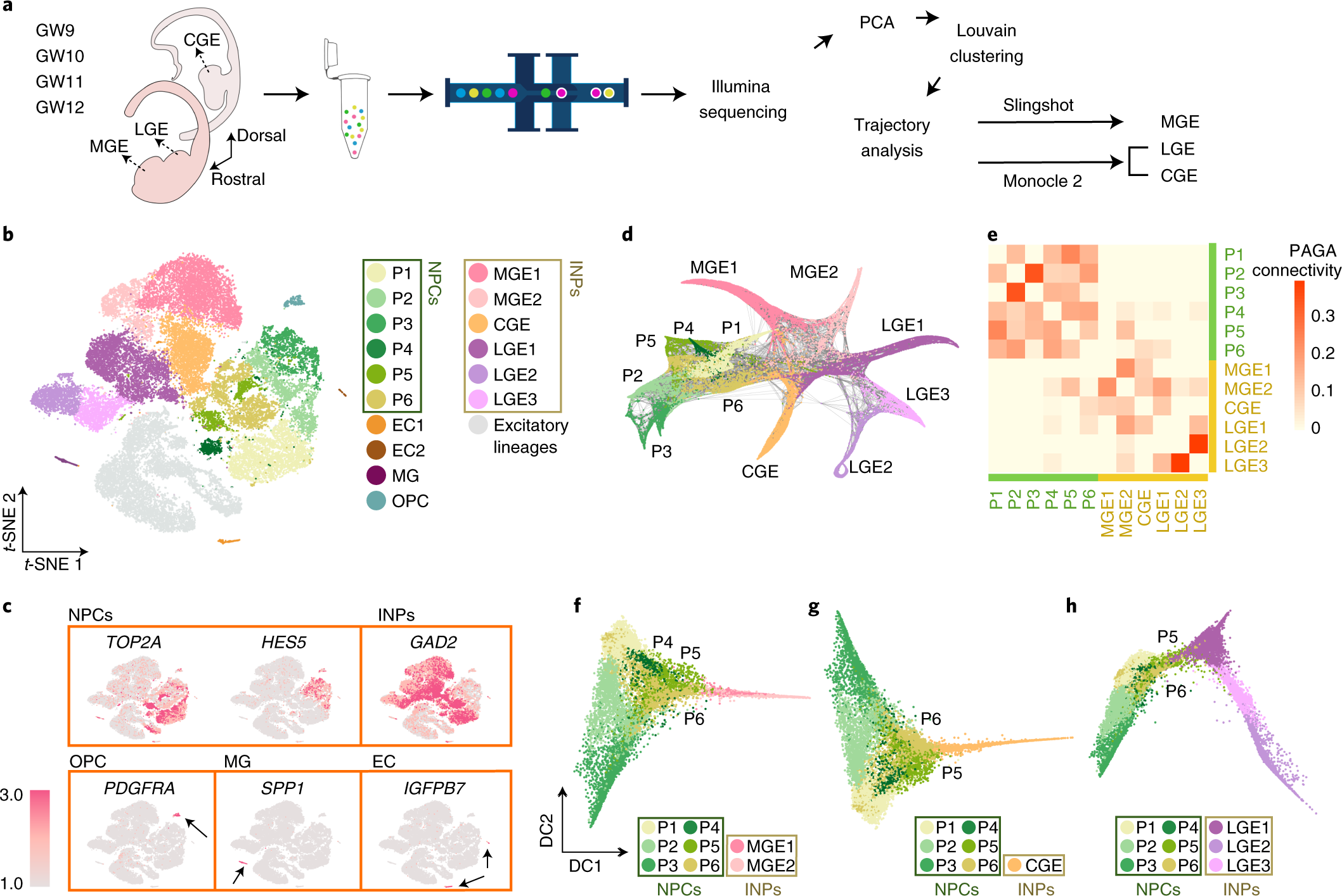 Interneuron Origin And Molecular Diversity In The Human Fetal Brain |  Nature Neuroscience Interneuron Origin And Molecular Diversity In The Human Fetal Brain |  Nature Neuroscience