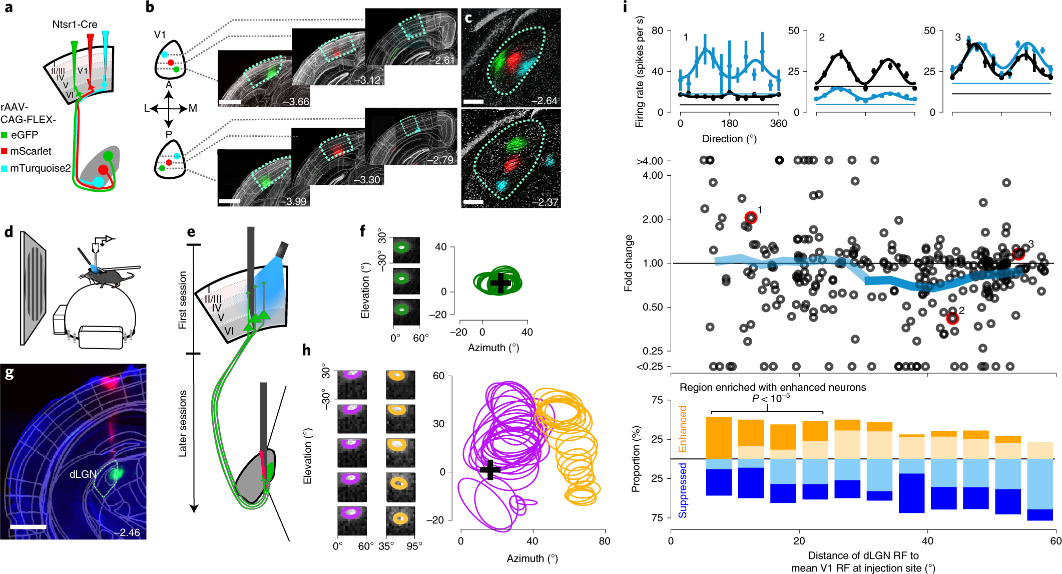 Køre ud skrige Allerede Corticothalamic feedback sculpts visual spatial integration in mouse  thalamus | Nature Neuroscience