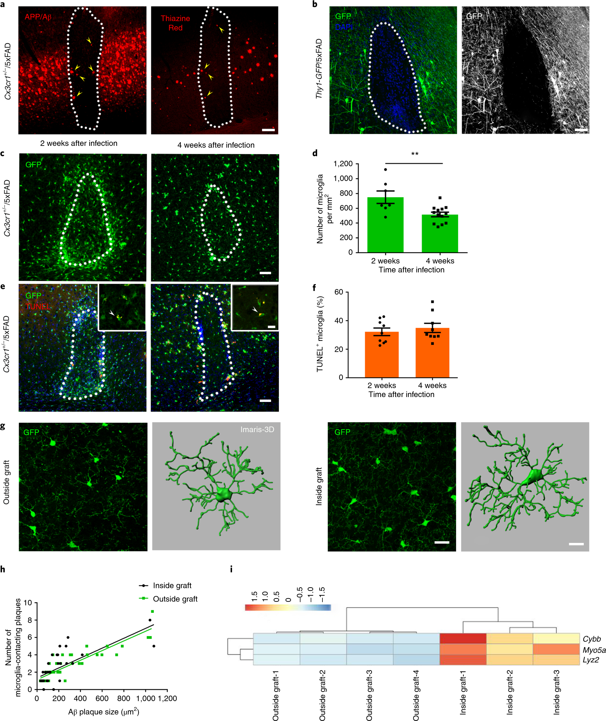 Microglia contribute to the propagation of Aβ into unaffected 
